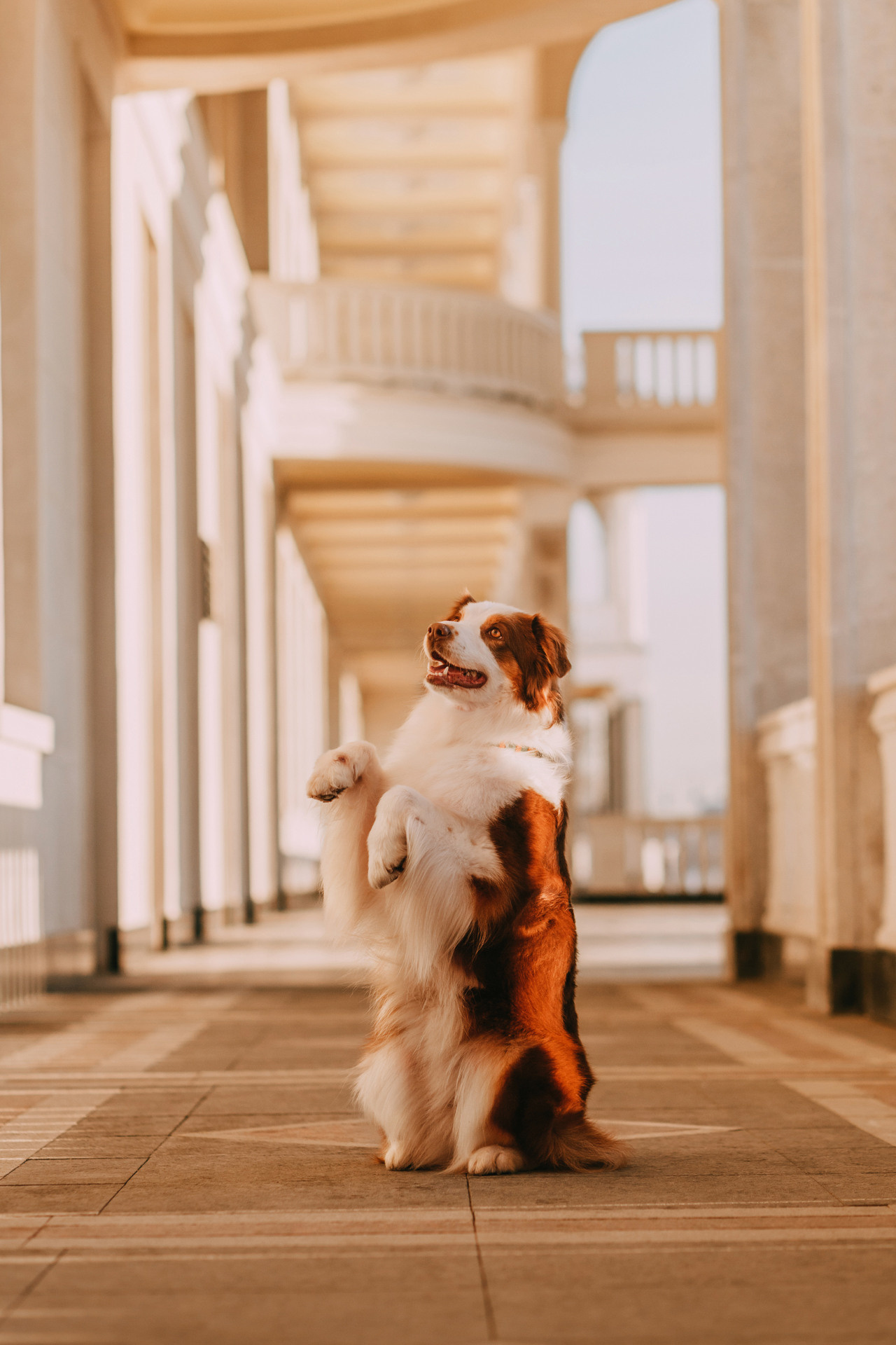 Нюта, Мэри и Лэсси. Фотограф-анималист Елена Радченко, Москва