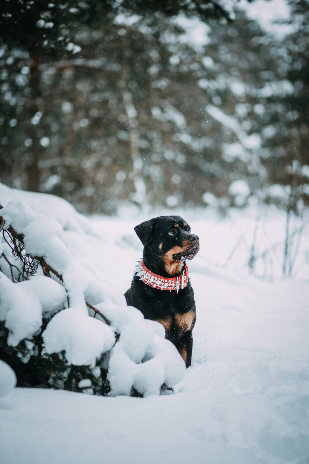 Каринэ и Цири. Фотограф-анималист Елена Радченко, Москва