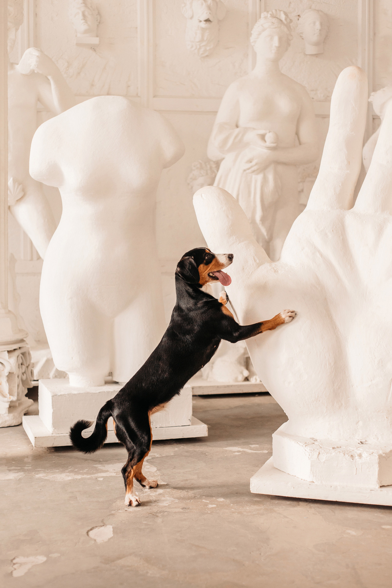 Аня, Вафля и Пикси. Фотограф-анималист Елена Радченко, Москва