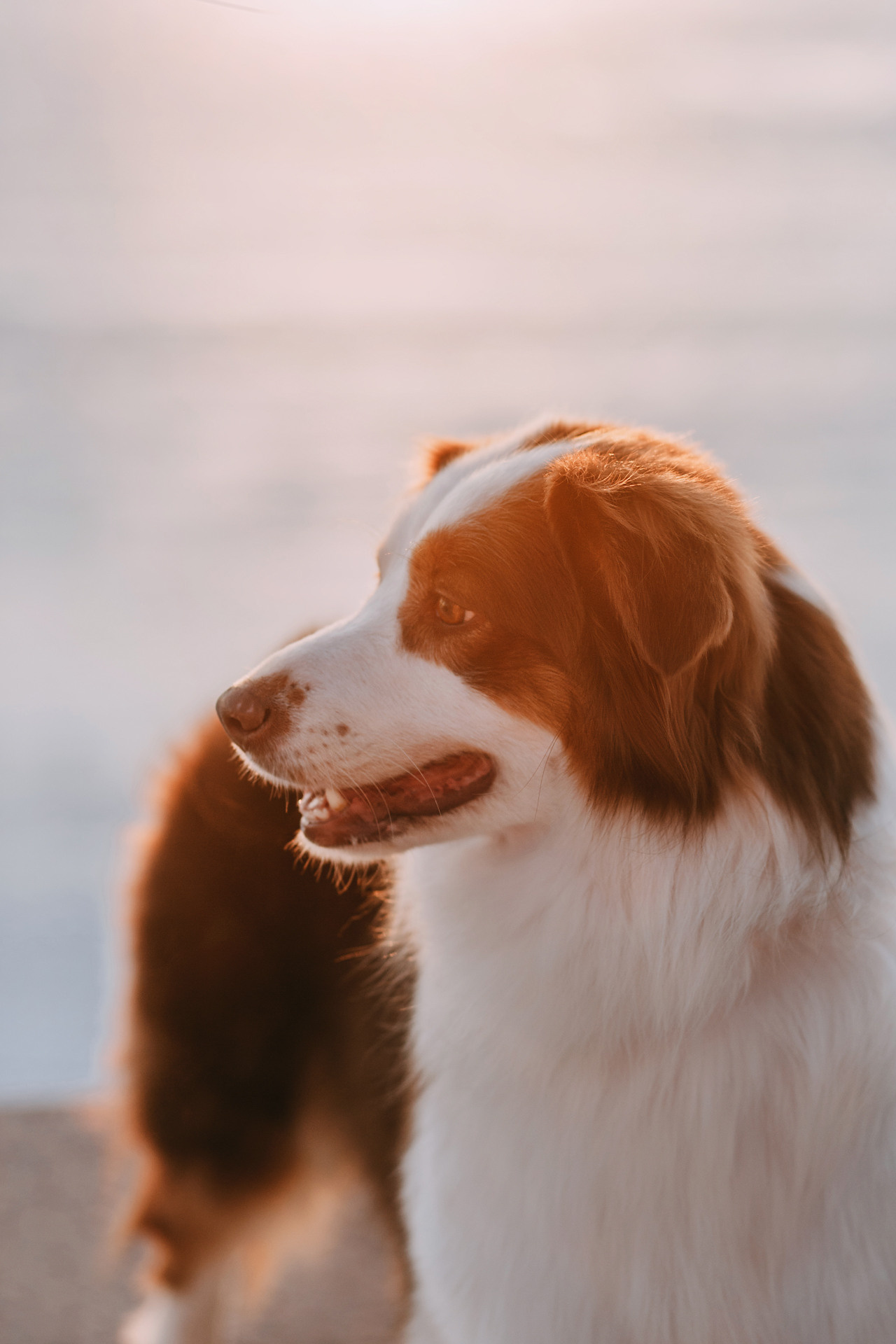 Нюта, Мэри и Лэсси. Фотограф-анималист Елена Радченко, Москва