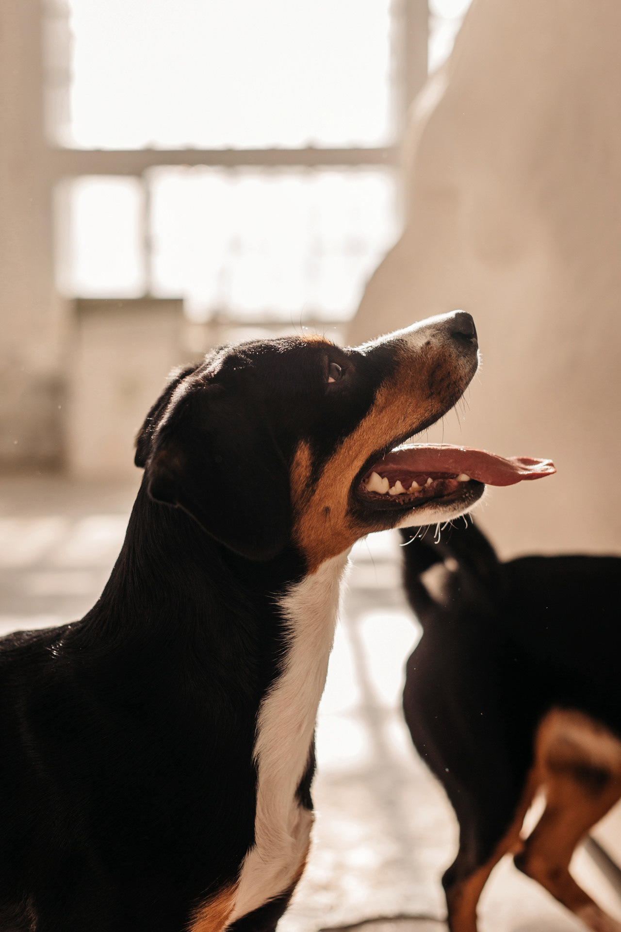 Аня, Вафля и Пикси. Фотограф-анималист Елена Радченко, Москва