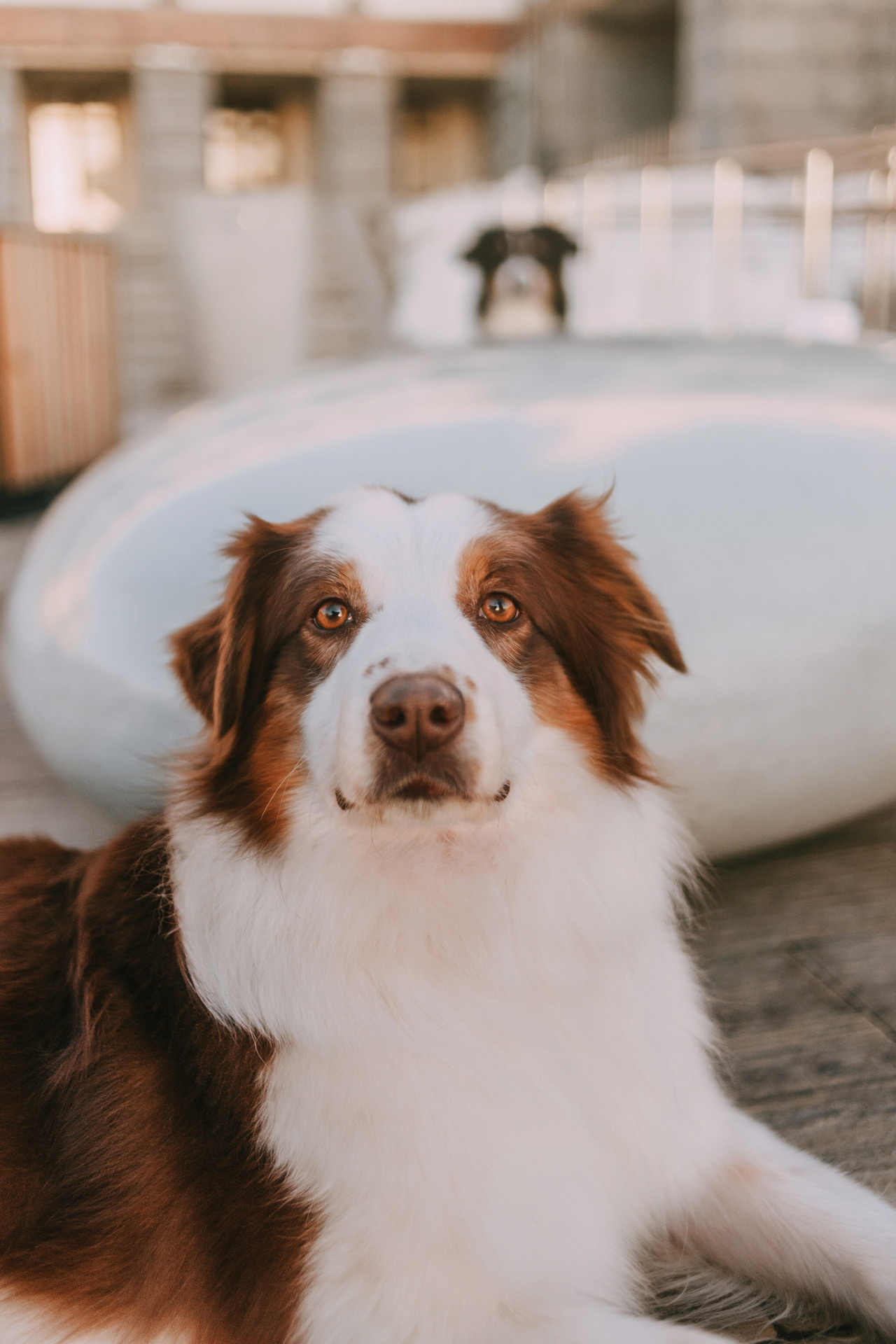 Нюта, Мэри и Лэсси. Фотограф-анималист Елена Радченко, Москва