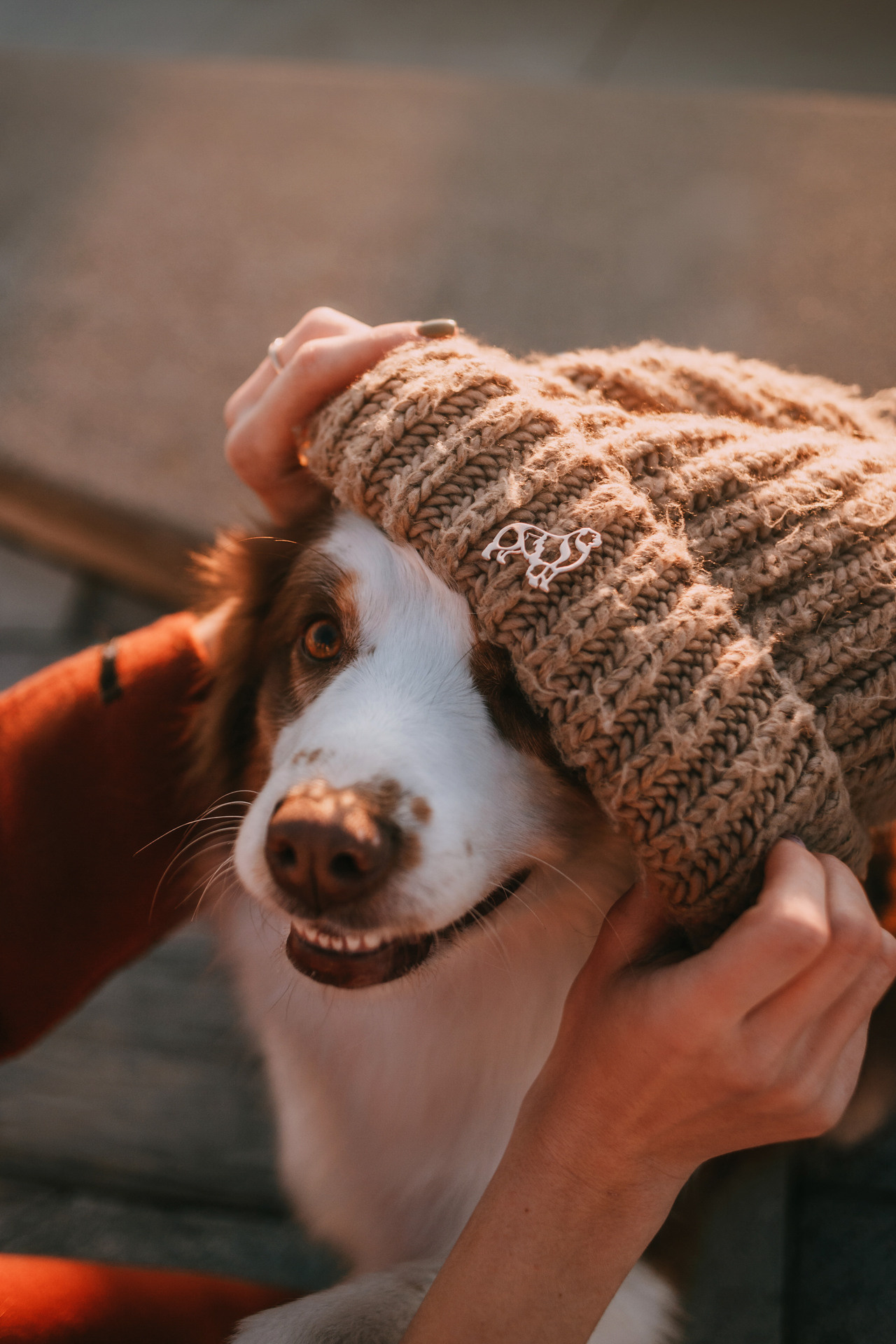 Нюта, Мэри и Лэсси. Фотограф-анималист Елена Радченко, Москва