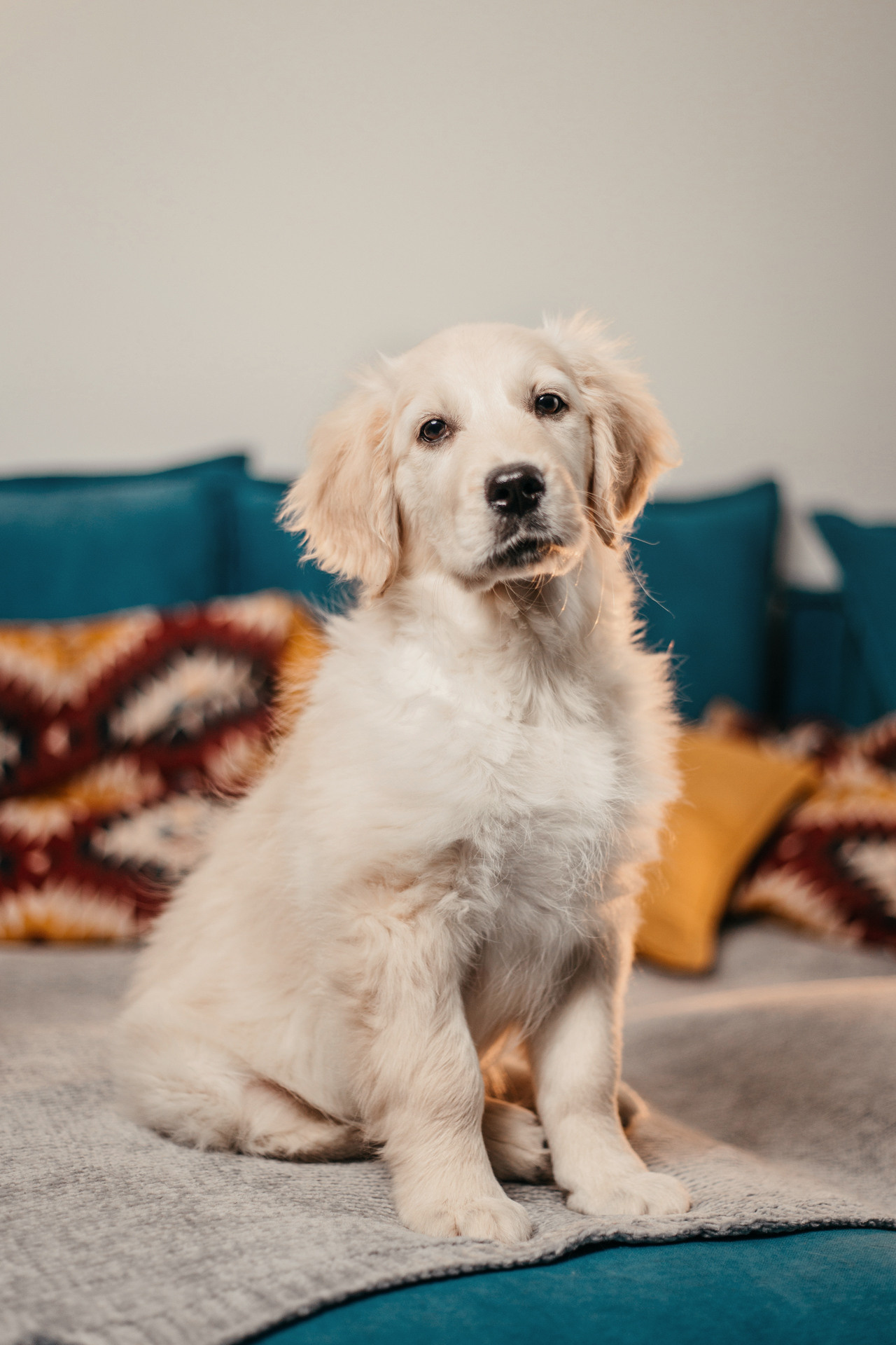 Настя, Вальда и Флер. Фотограф-анималист Елена Радченко, Москва