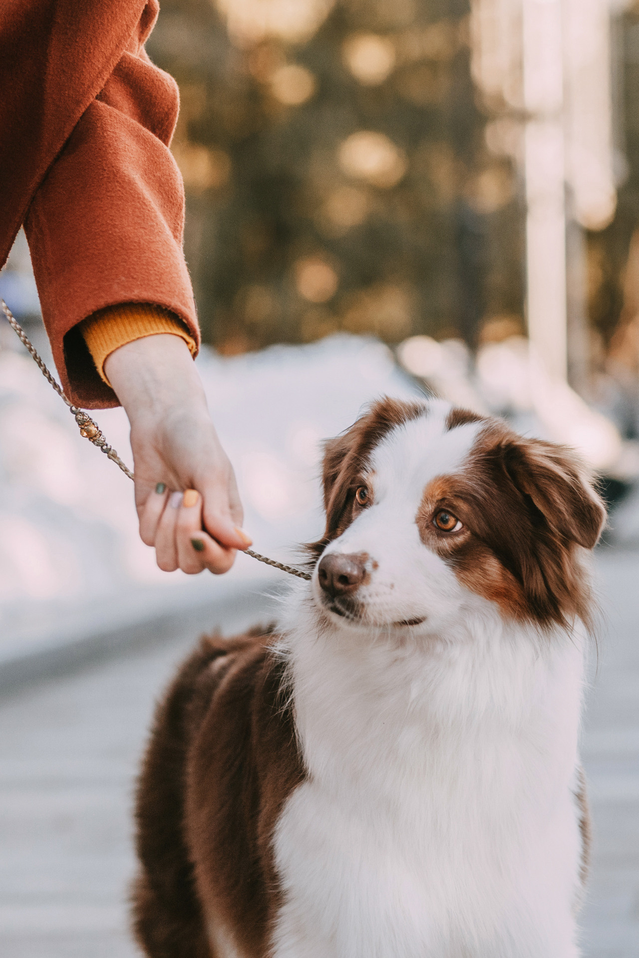 Нюта, Мэри и Лэсси. Фотограф-анималист Елена Радченко, Москва
