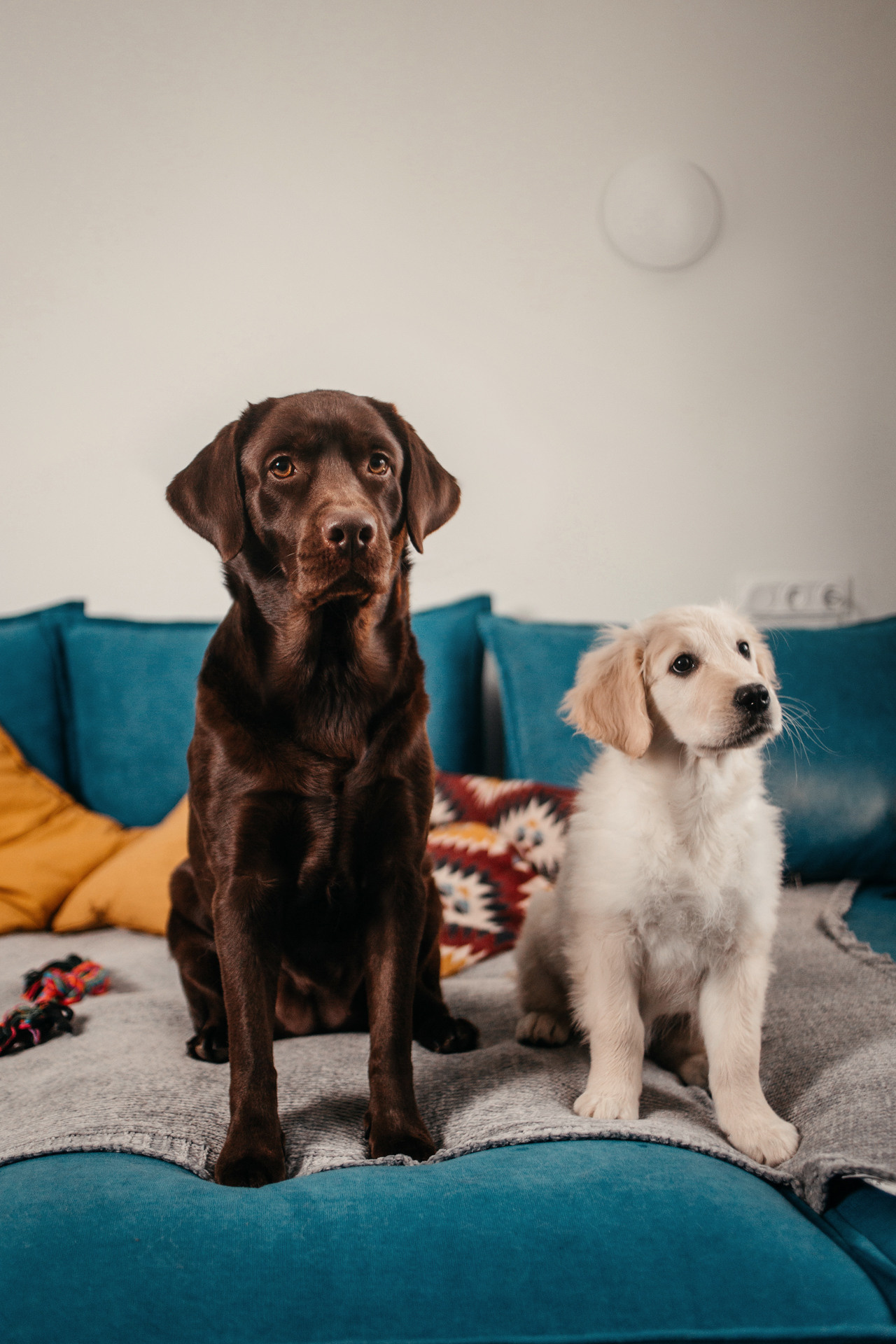 Настя, Вальда и Флер. Фотограф-анималист Елена Радченко, Москва
