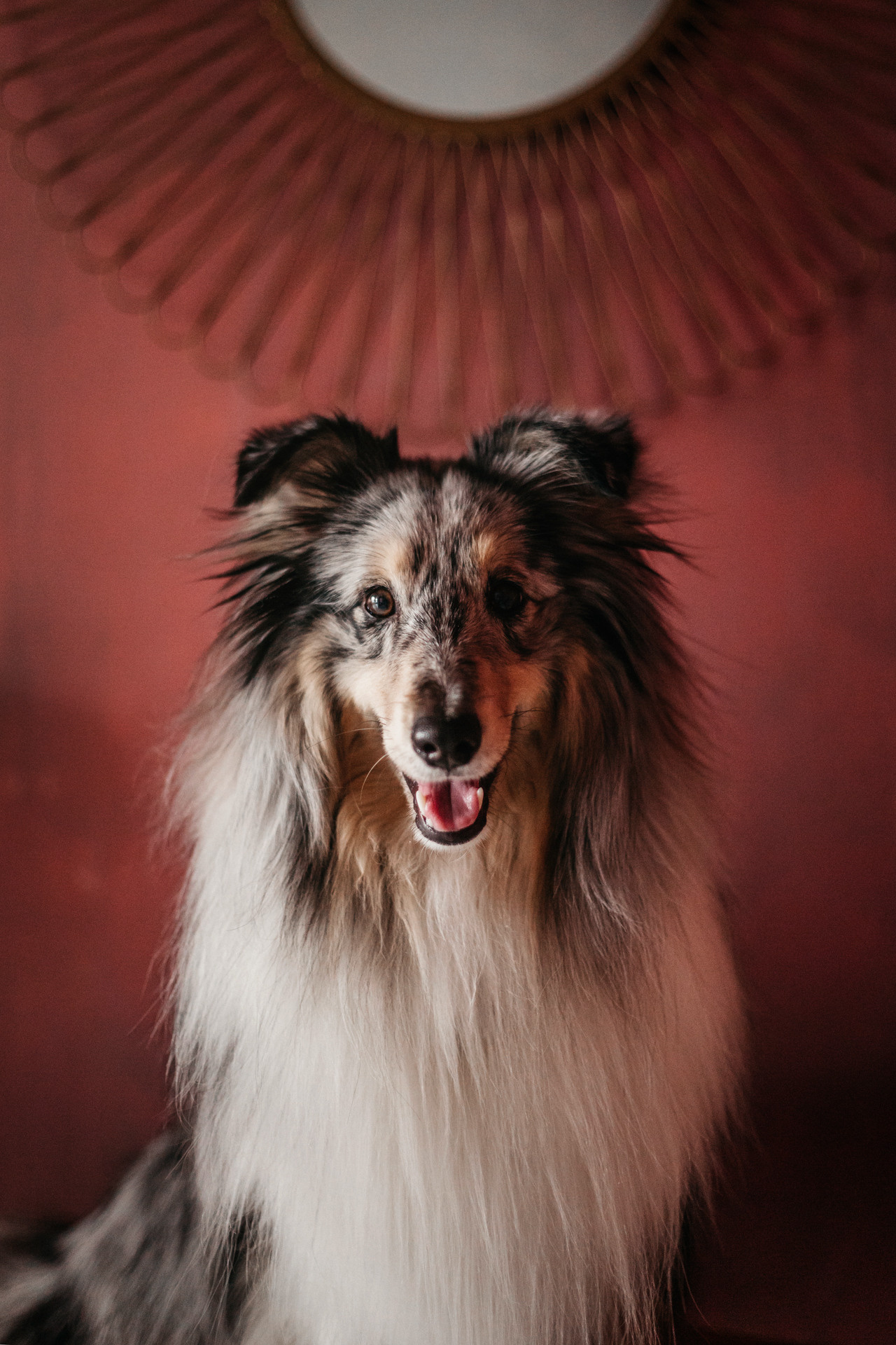 Аня и Скай. Фотограф-анималист Елена Радченко, Москва