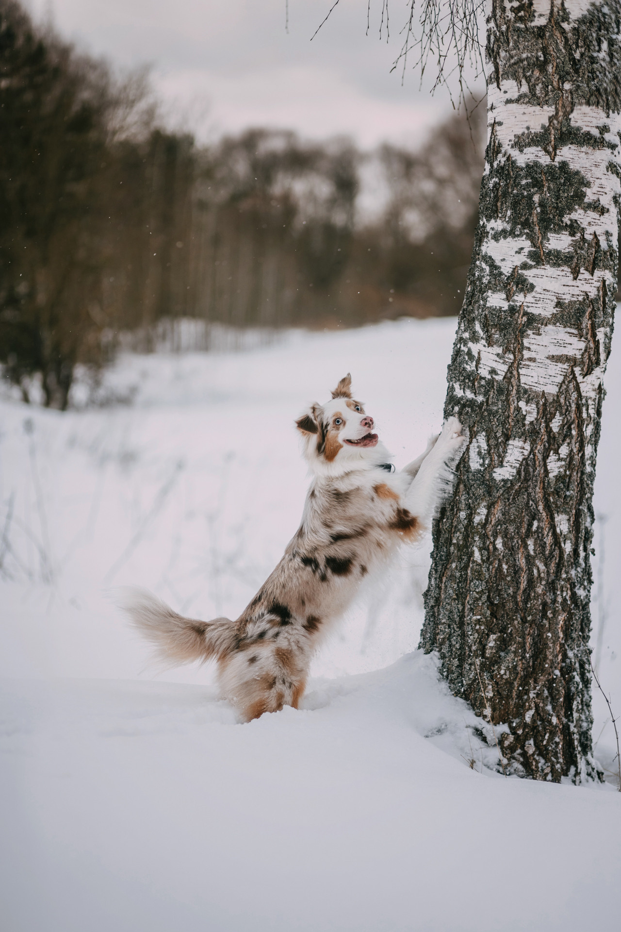 Наташа, Стас и Элфи. Фотограф-анималист Елена Радченко, Москва