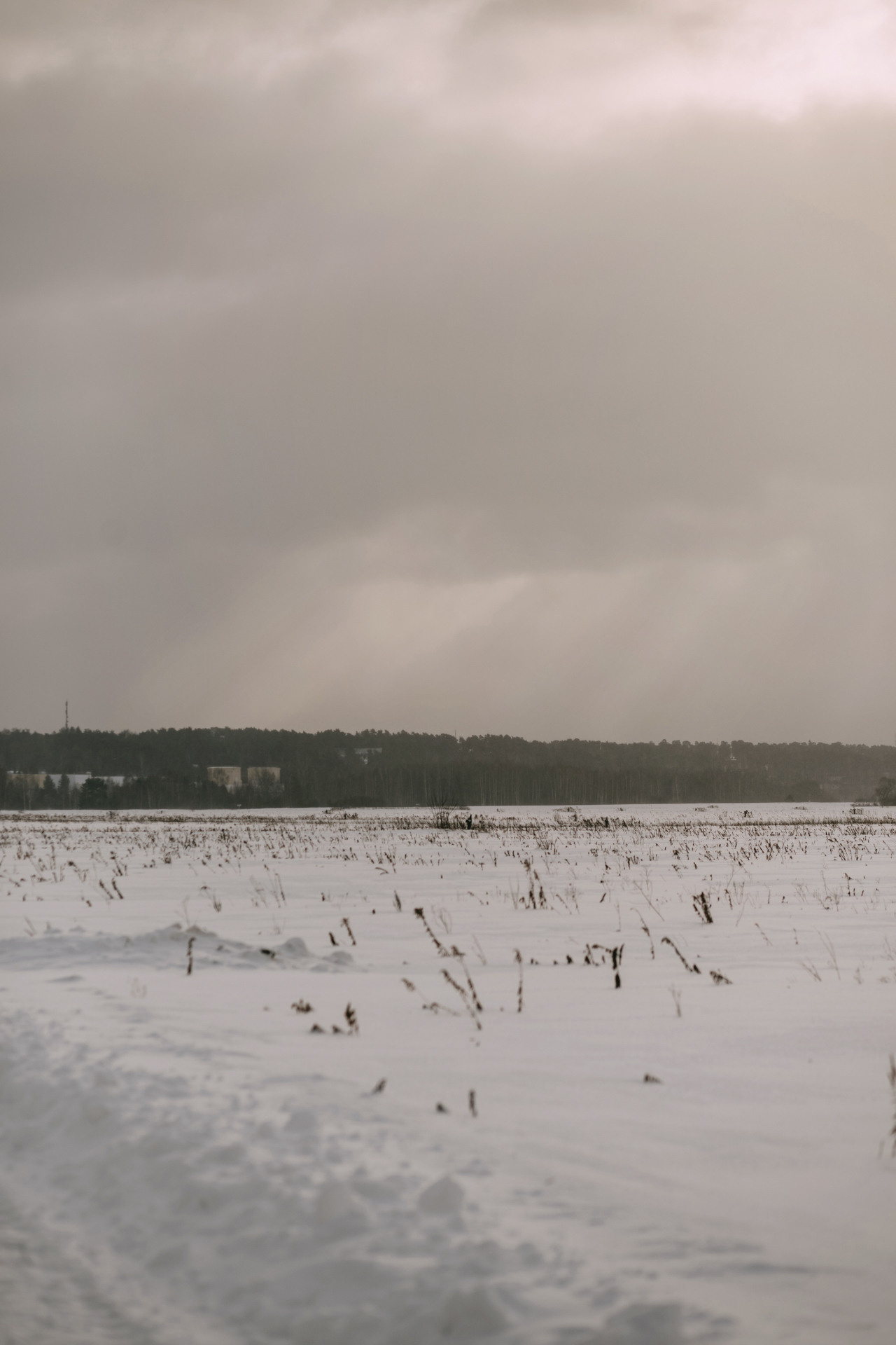 Наташа, Стас и Элфи. Фотограф-анималист Елена Радченко, Москва