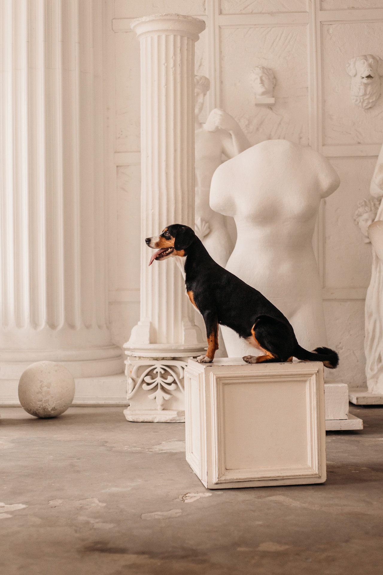 Аня, Вафля и Пикси. Фотограф-анималист Елена Радченко, Москва