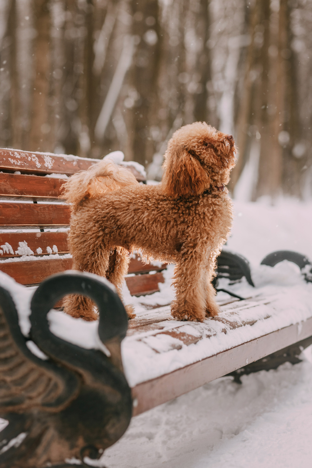 Лариса и Патрик. Фотограф-анималист Елена Радченко, Москва