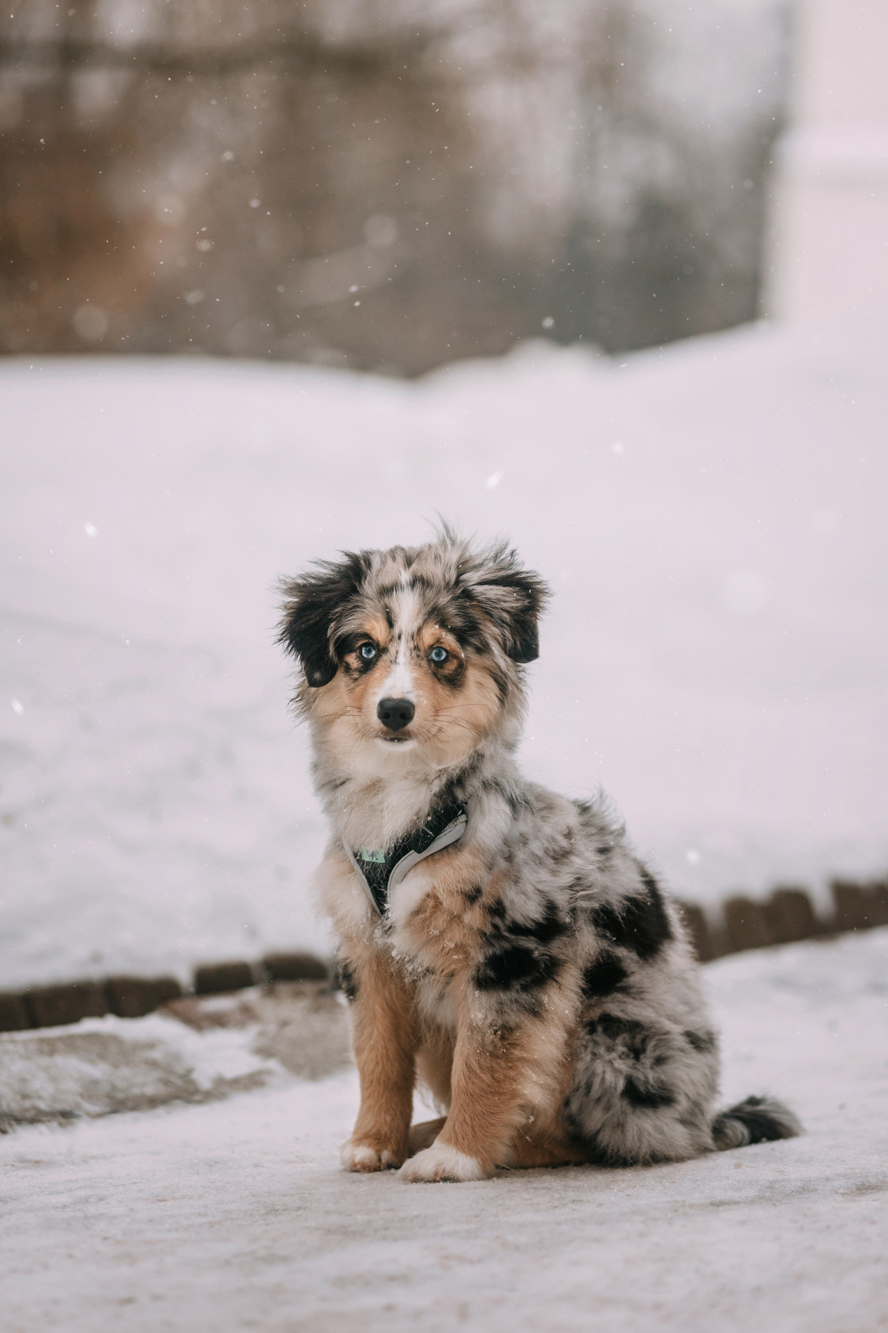 Дарья и Луна. Фотограф-анималист Елена Радченко, Москва