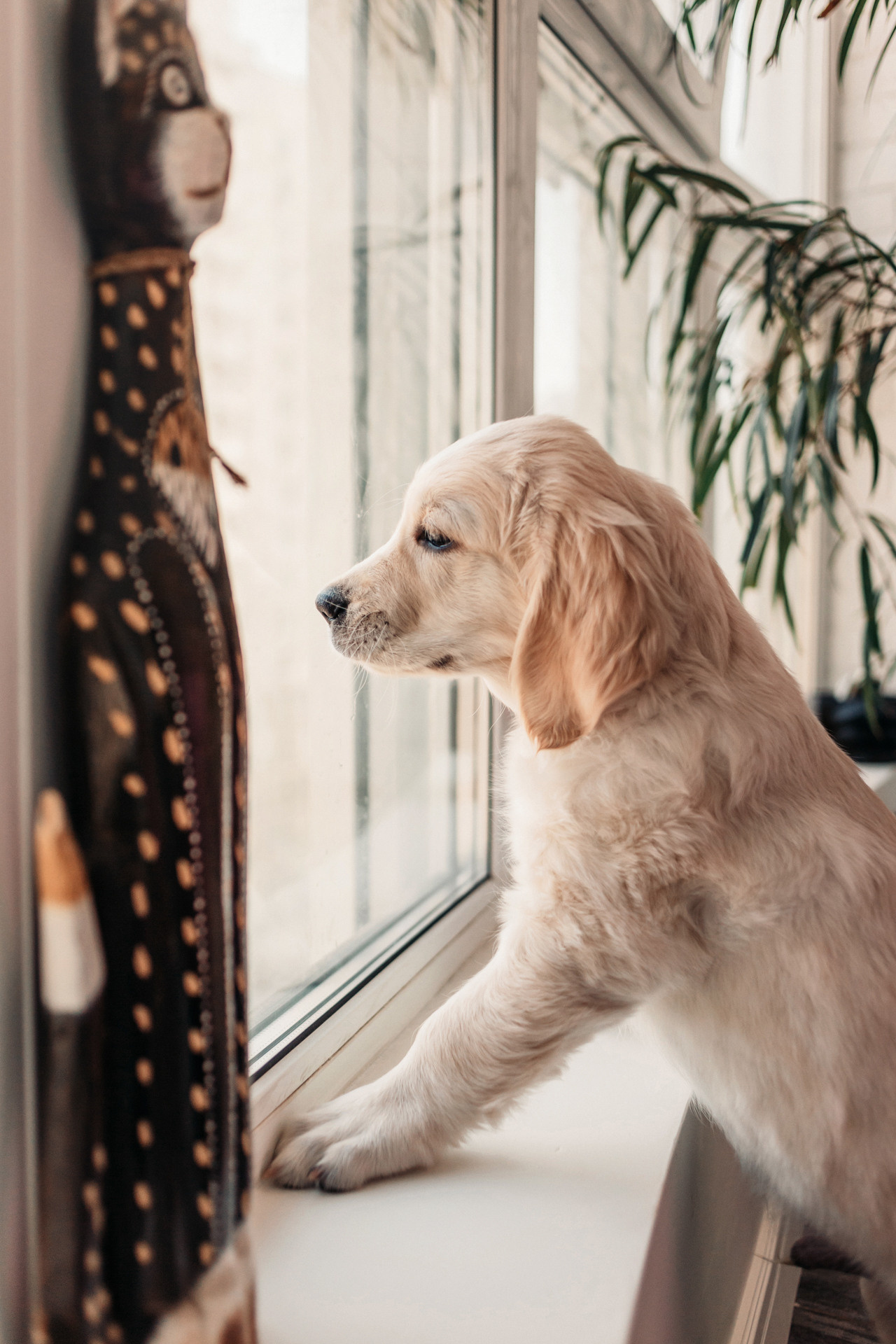 Наталья и Шелби. Фотограф-анималист Елена Радченко, Москва