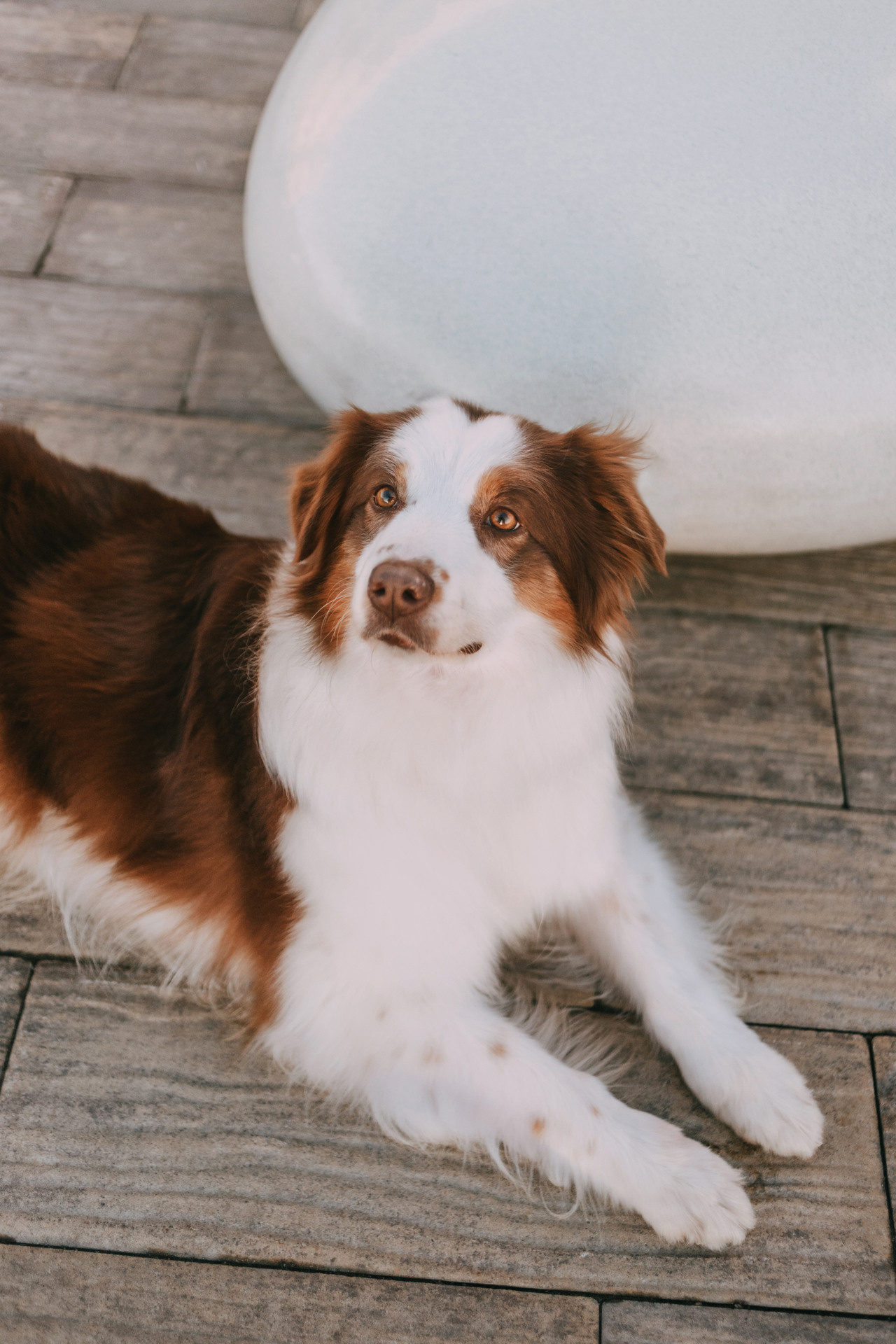 Нюта, Мэри и Лэсси. Фотограф-анималист Елена Радченко, Москва