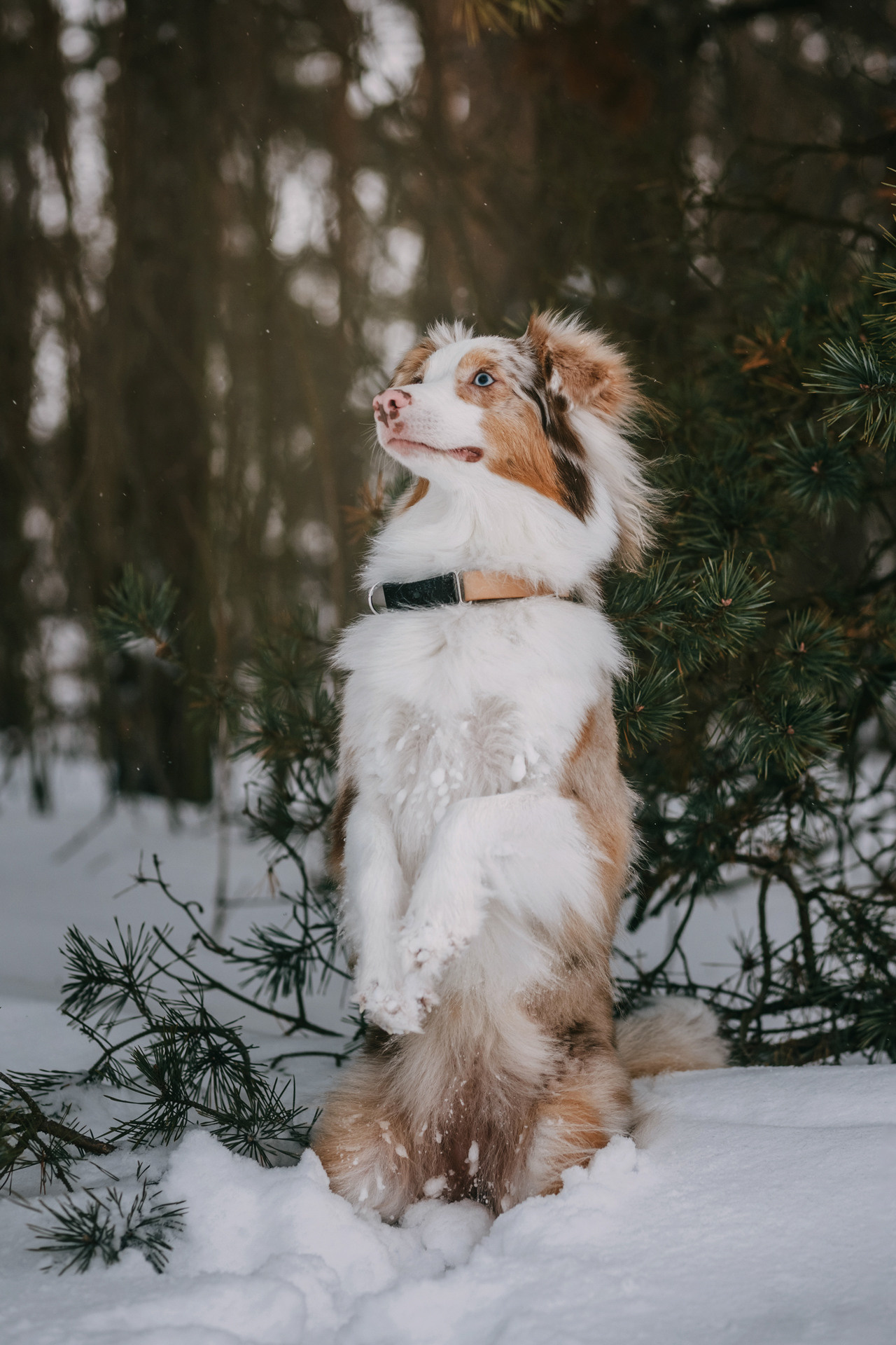 Наташа, Стас и Элфи. Фотограф-анималист Елена Радченко, Москва