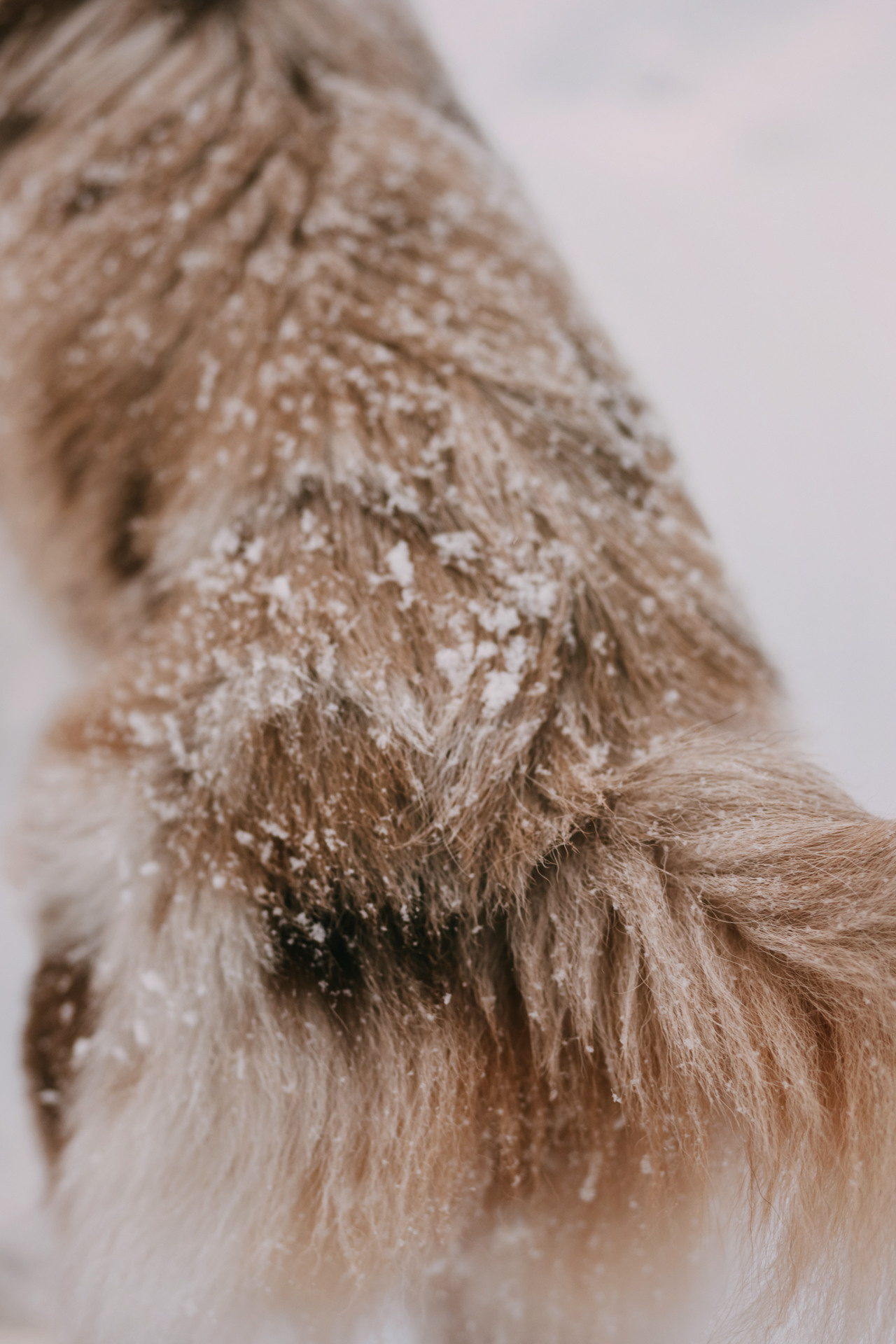 Наташа, Стас и Элфи. Фотограф-анималист Елена Радченко, Москва