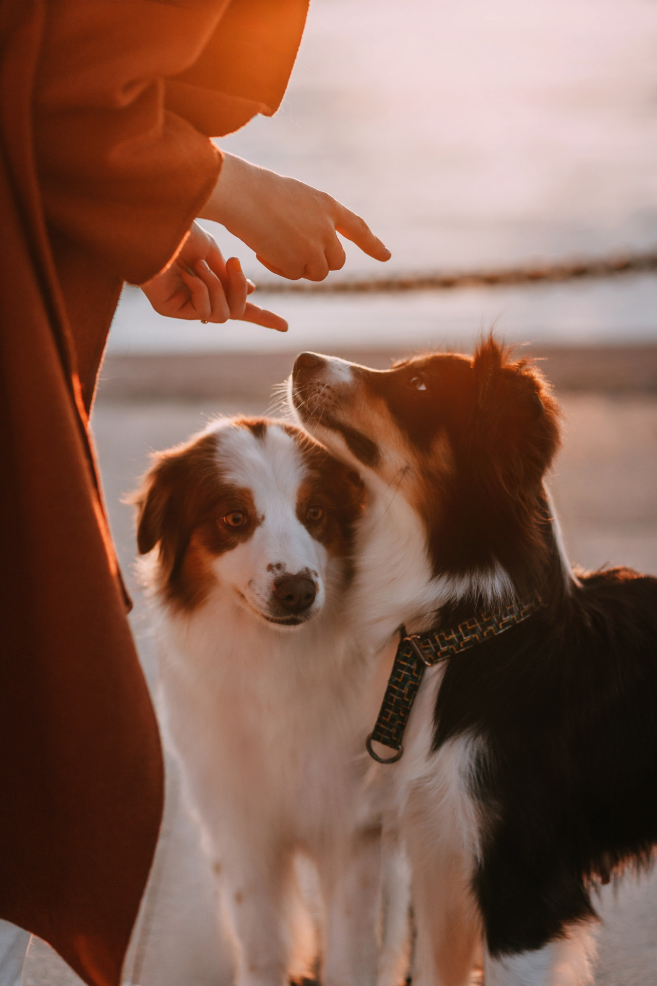 Нюта, Мэри и Лэсси. Фотограф-анималист Елена Радченко, Москва