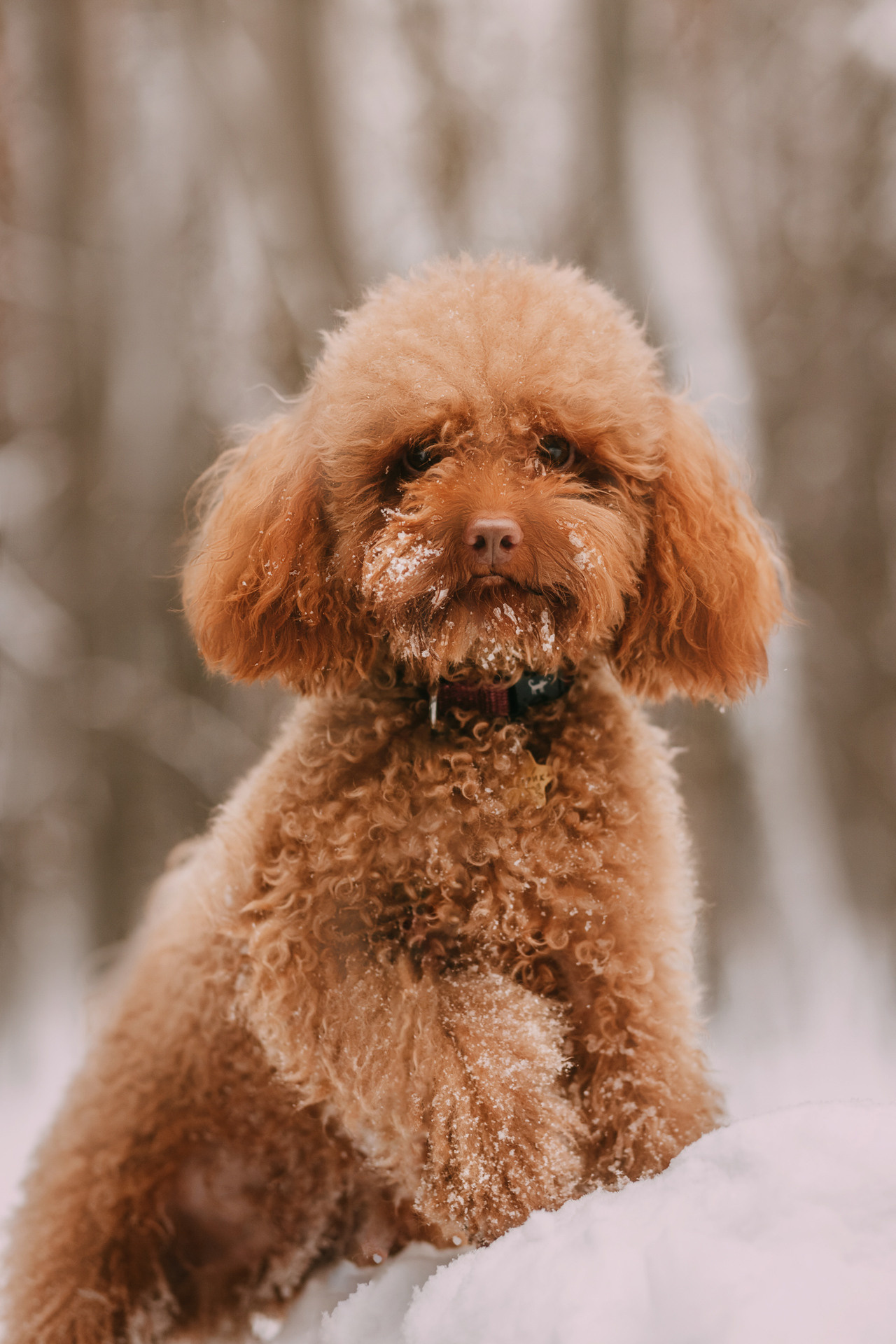 Лариса и Патрик. Фотограф-анималист Елена Радченко, Москва