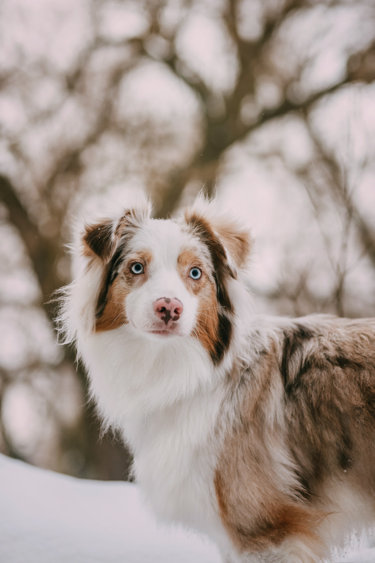 Наташа, Стас и Элфи. Фотограф-анималист Елена Радченко, Москва