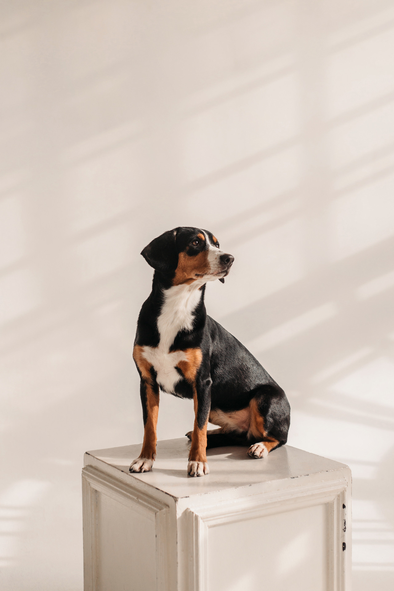 Аня, Вафля и Пикси. Фотограф-анималист Елена Радченко, Москва