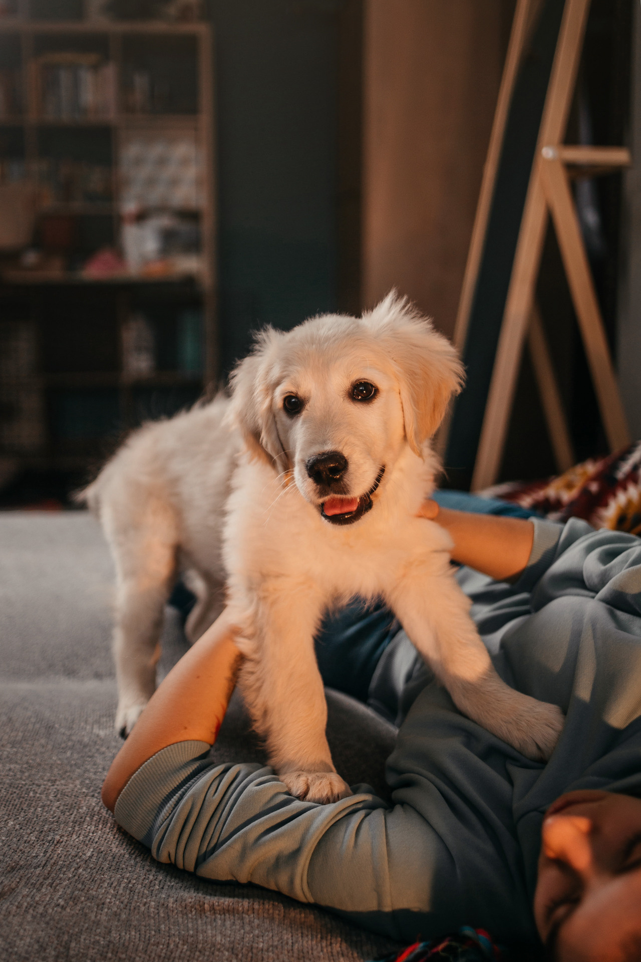 Настя, Вальда и Флер. Фотограф-анималист Елена Радченко, Москва