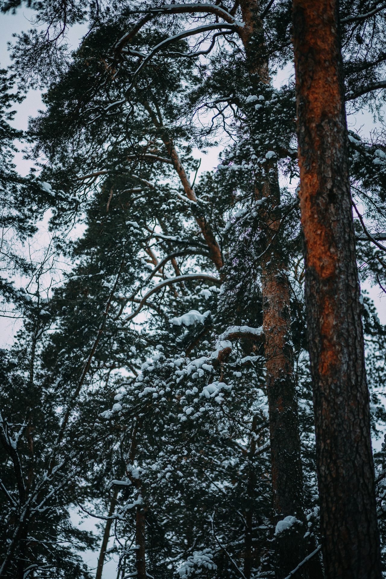 Каринэ и Цири. Фотограф-анималист Елена Радченко, Москва