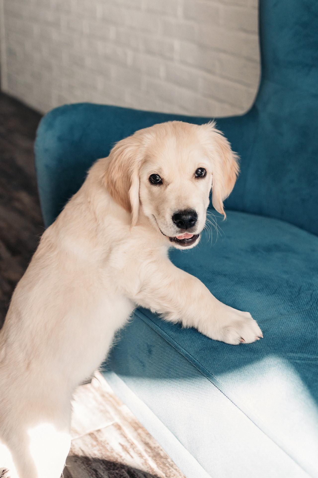 Наталья и Шелби. Фотограф-анималист Елена Радченко, Москва