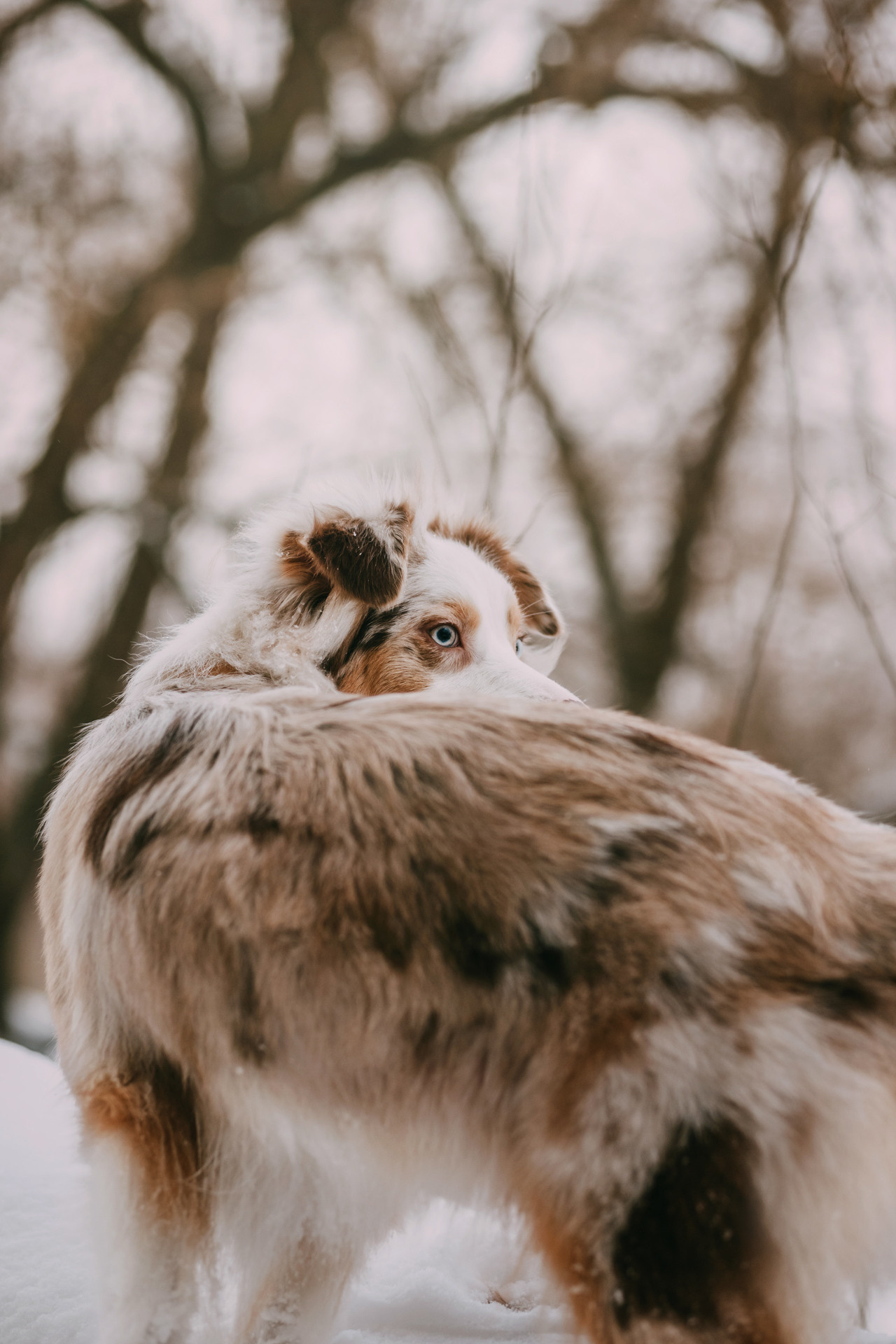 Наташа, Стас и Элфи. Фотограф-анималист Елена Радченко, Москва