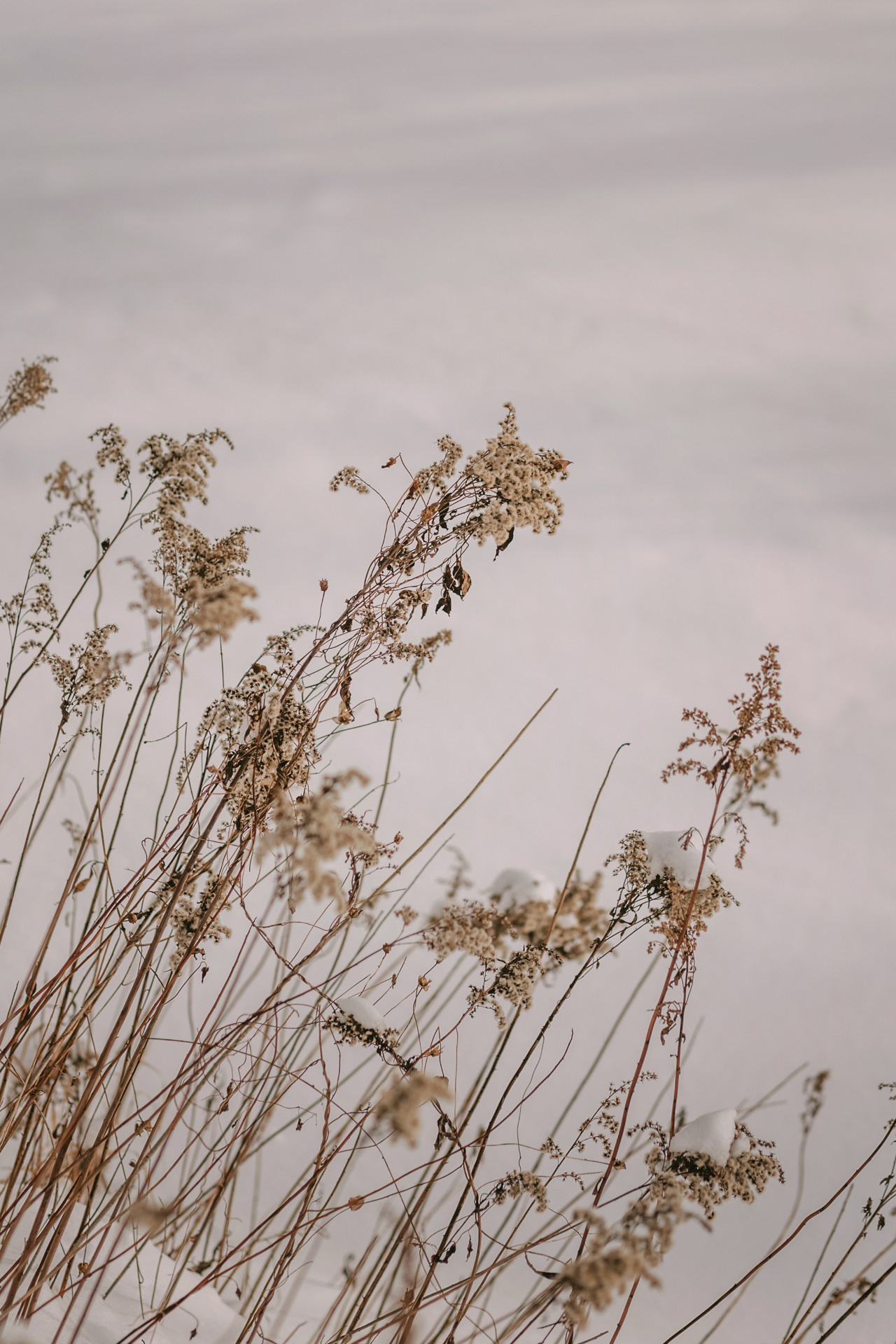 Лариса и Патрик. Фотограф-анималист Елена Радченко, Москва