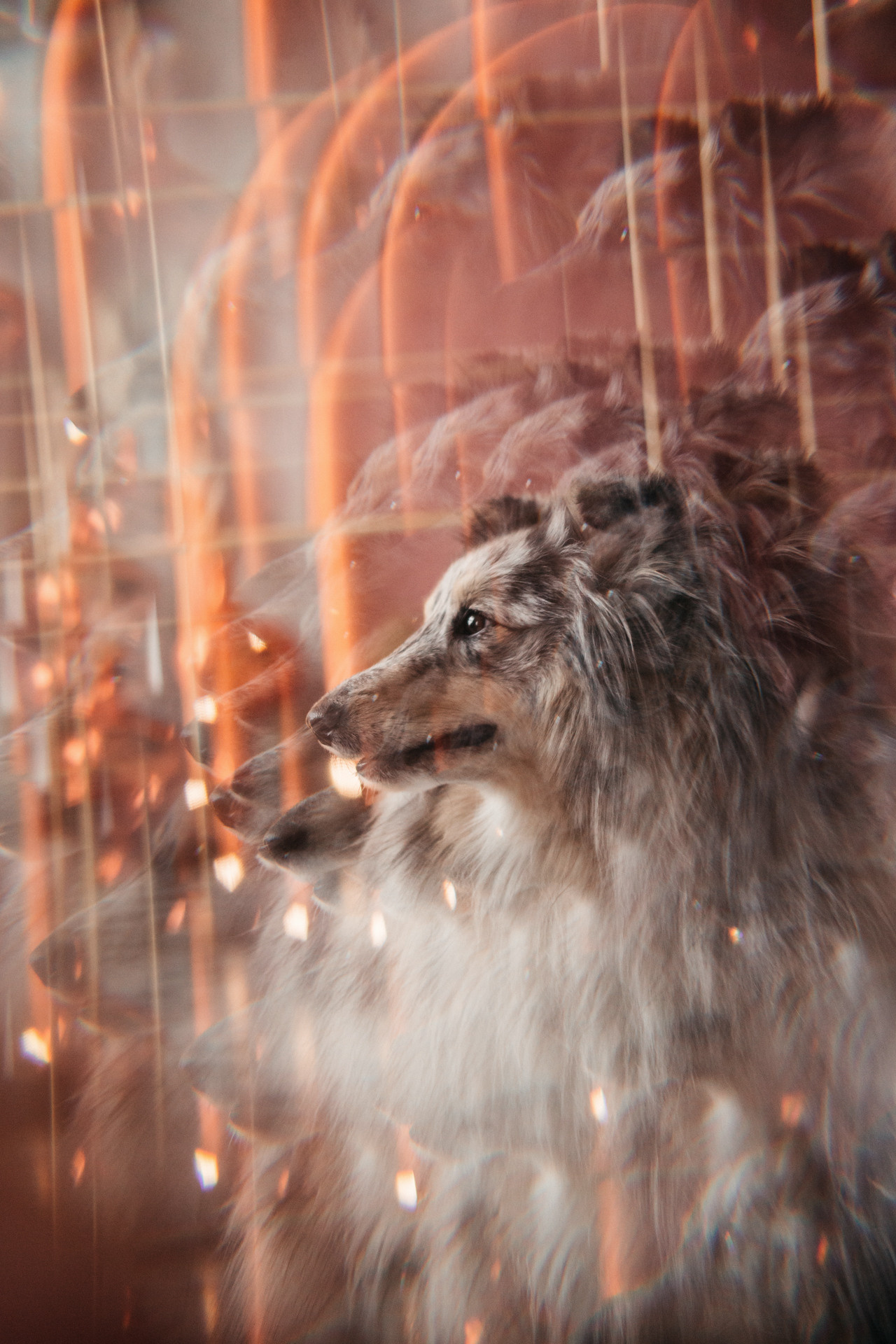 Аня и Скай. Фотограф-анималист Елена Радченко, Москва