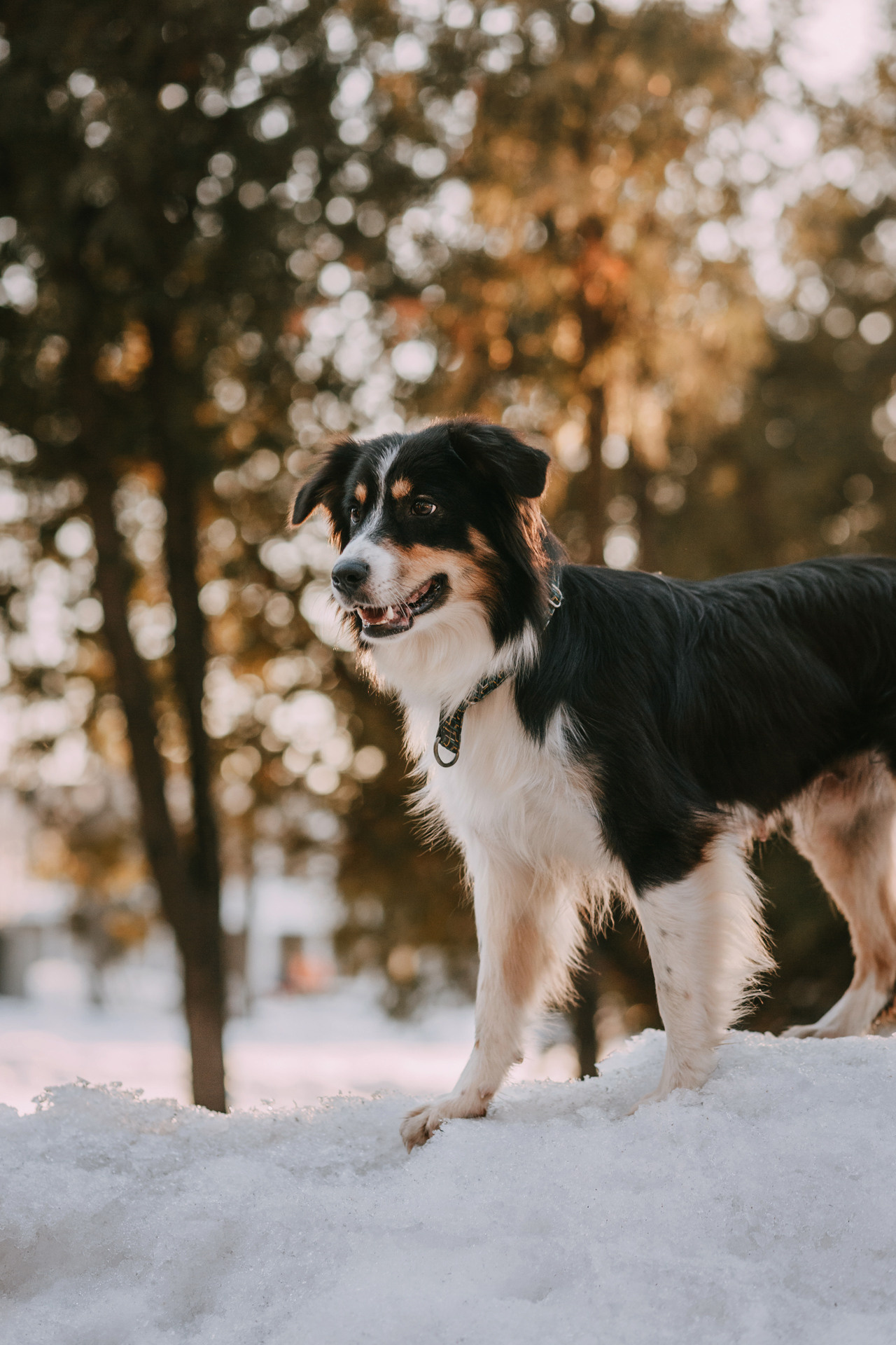 Нюта, Мэри и Лэсси. Фотограф-анималист Елена Радченко, Москва