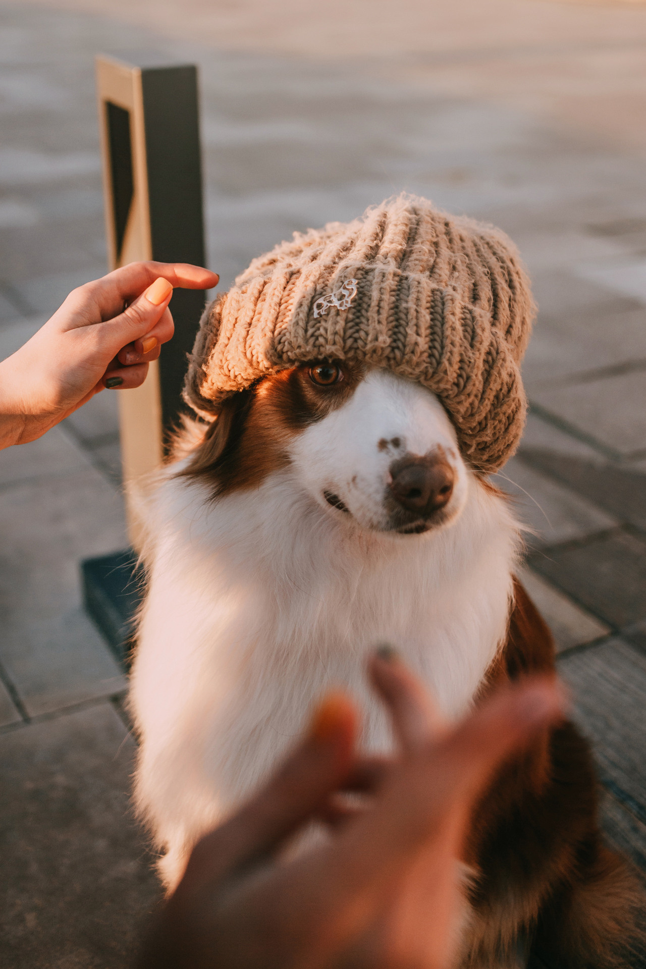 Нюта, Мэри и Лэсси. Фотограф-анималист Елена Радченко, Москва