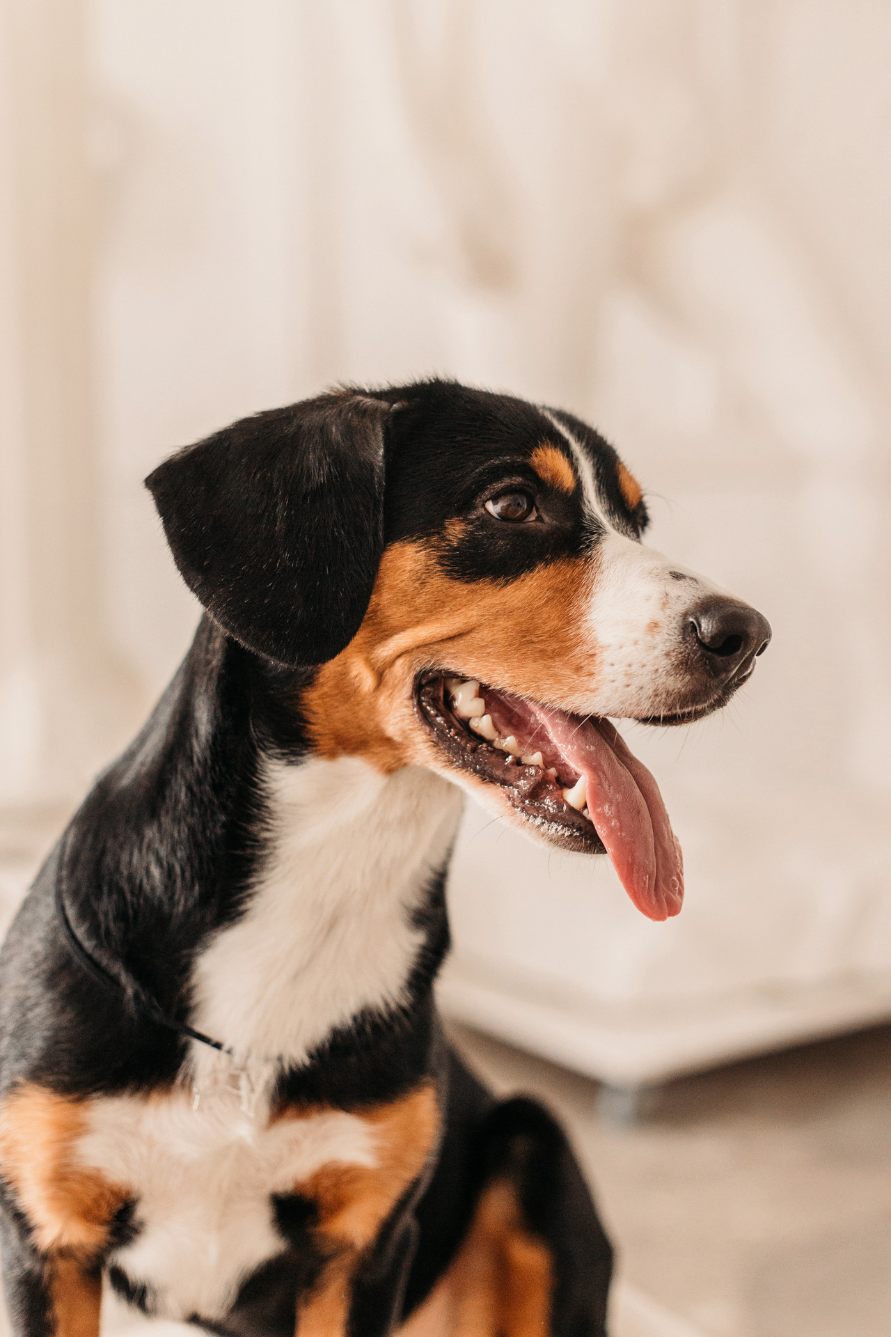 Аня, Вафля и Пикси. Фотограф-анималист Елена Радченко, Москва