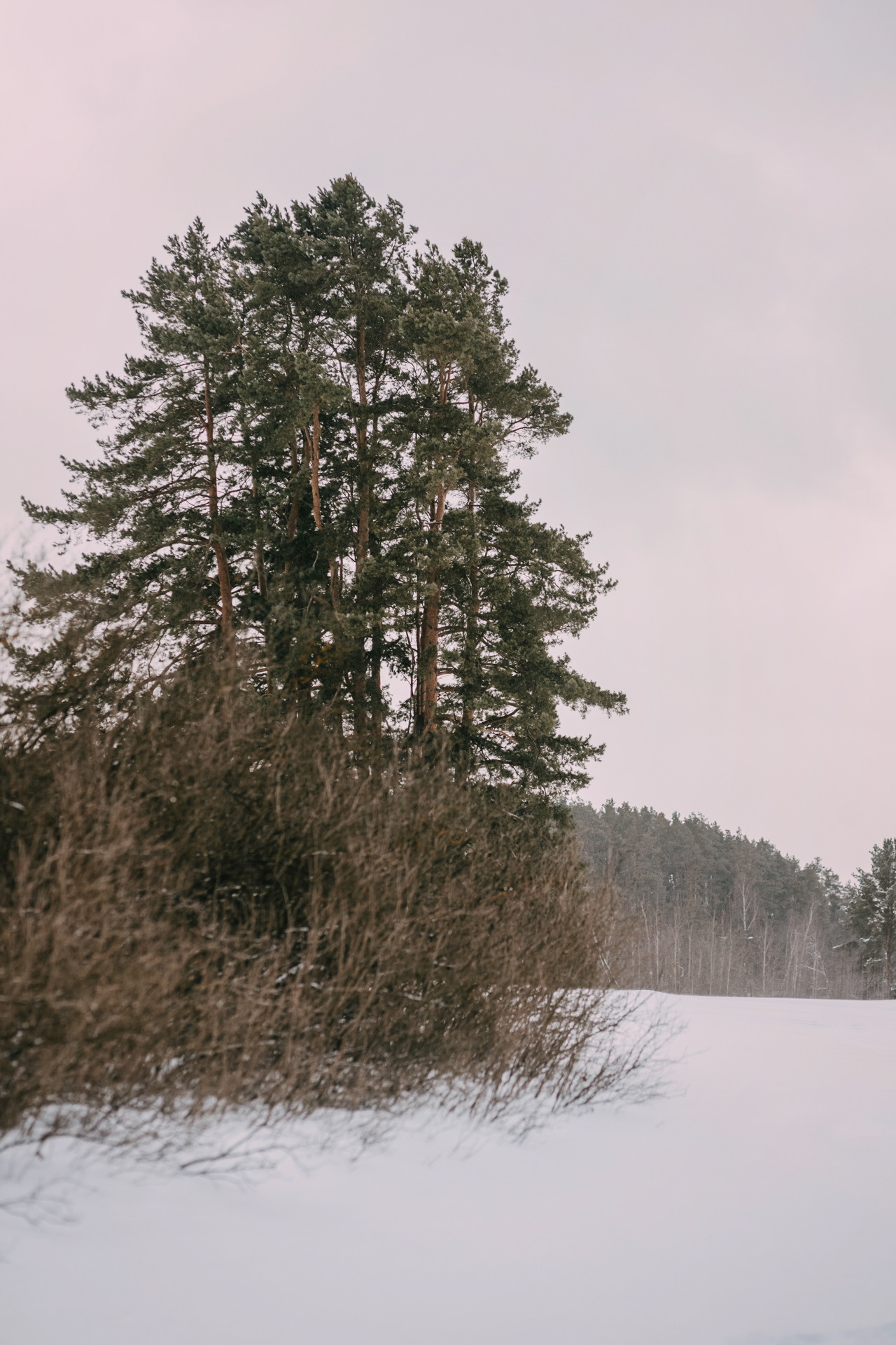 Наташа, Стас и Элфи. Фотограф-анималист Елена Радченко, Москва