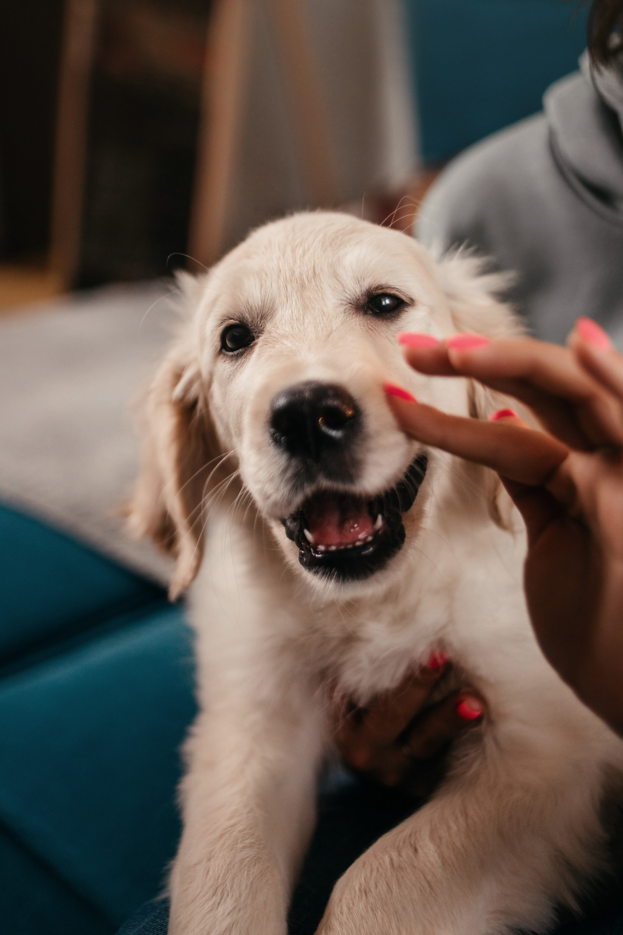 Настя, Вальда и Флер. Фотограф-анималист Елена Радченко, Москва