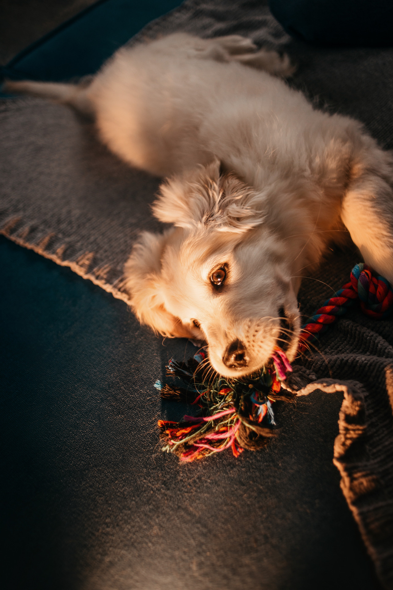 Настя, Вальда и Флер. Фотограф-анималист Елена Радченко, Москва