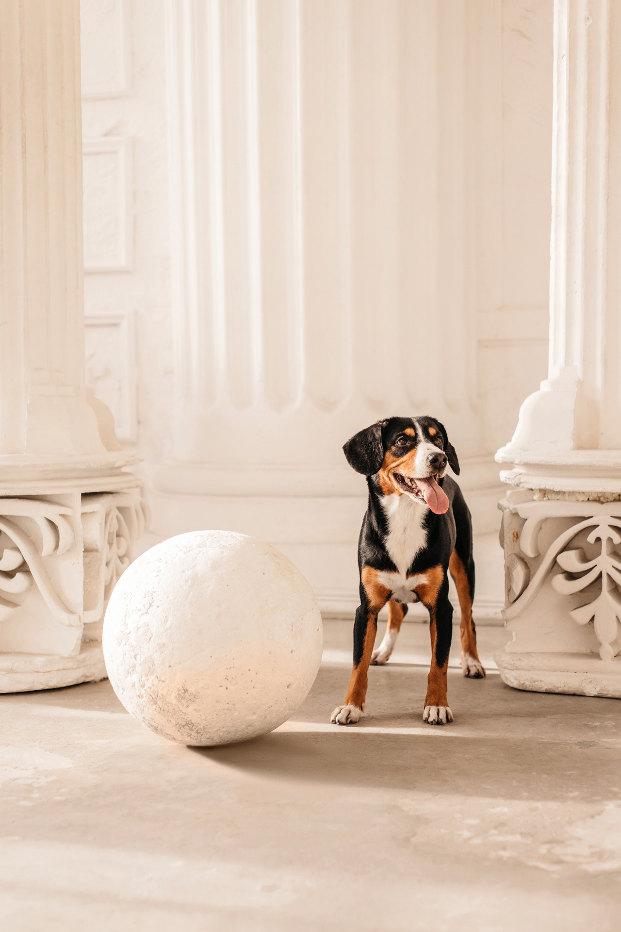 Аня, Вафля и Пикси. Фотограф-анималист Елена Радченко, Москва