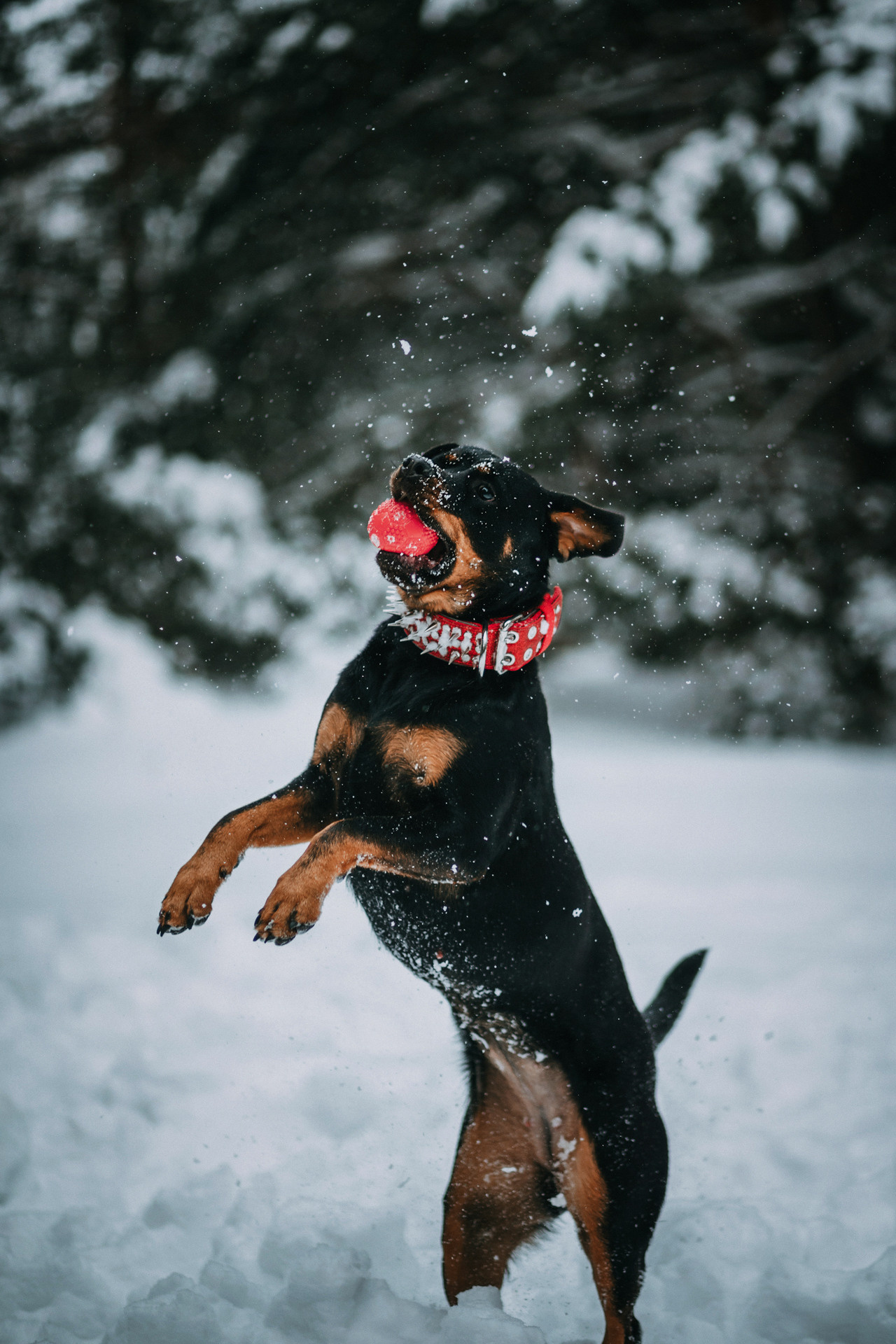 Каринэ и Цири. Фотограф-анималист Елена Радченко, Москва
