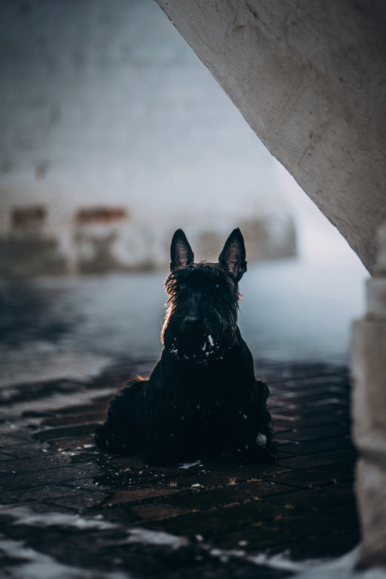 Сергей и Урса. Фотограф-анималист Елена Радченко, Москва
