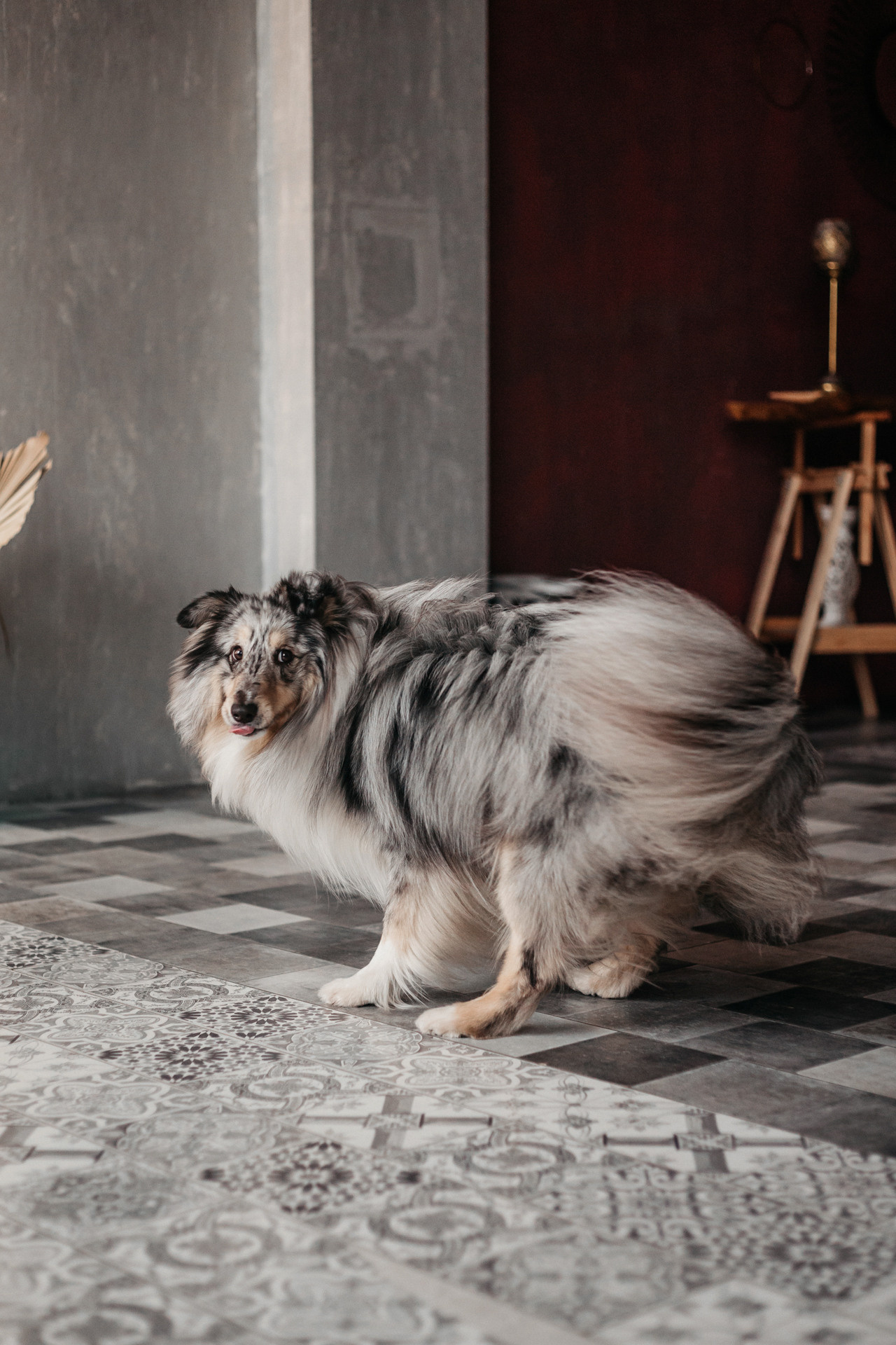 Аня и Скай. Фотограф-анималист Елена Радченко, Москва