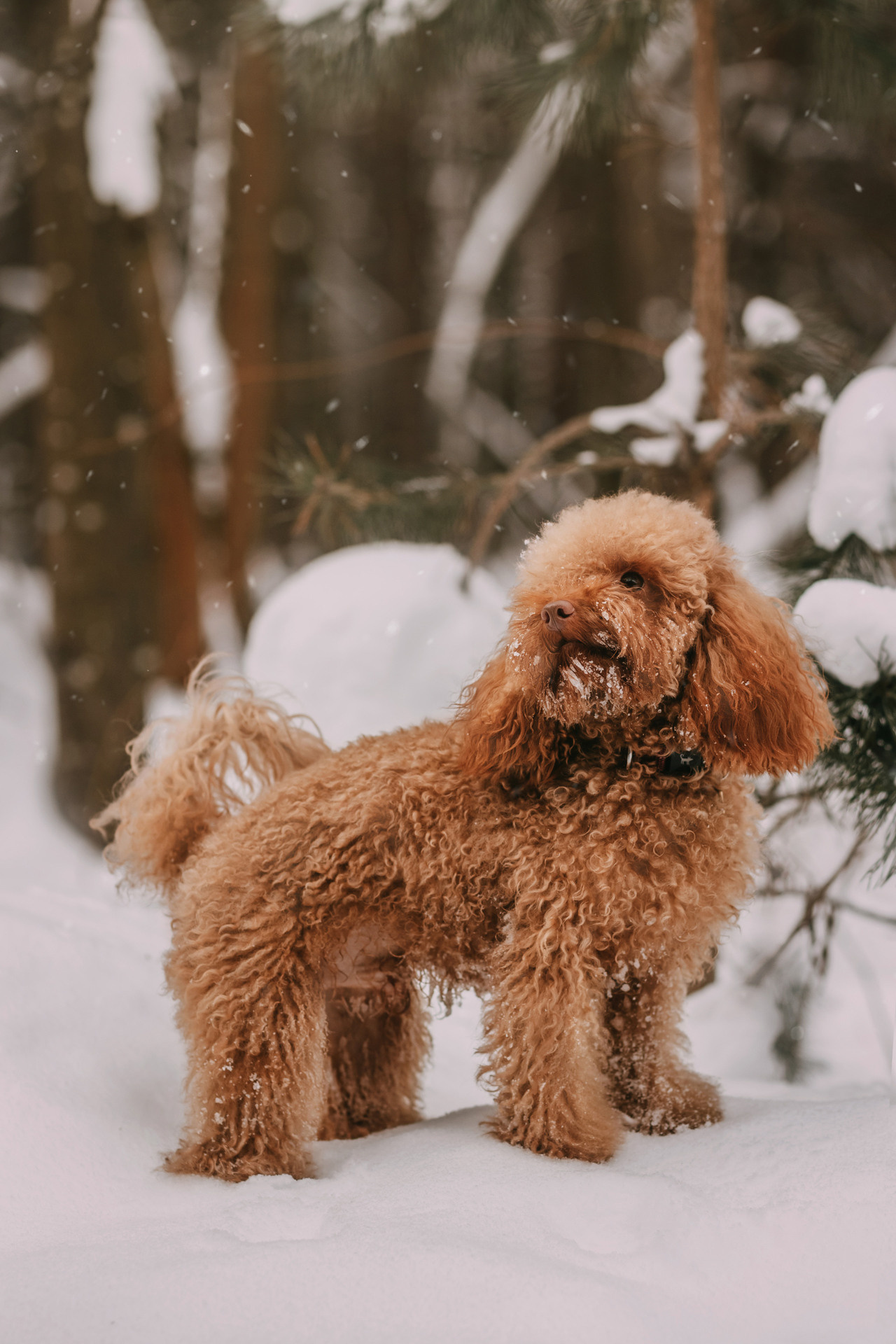 Лариса и Патрик. Фотограф-анималист Елена Радченко, Москва