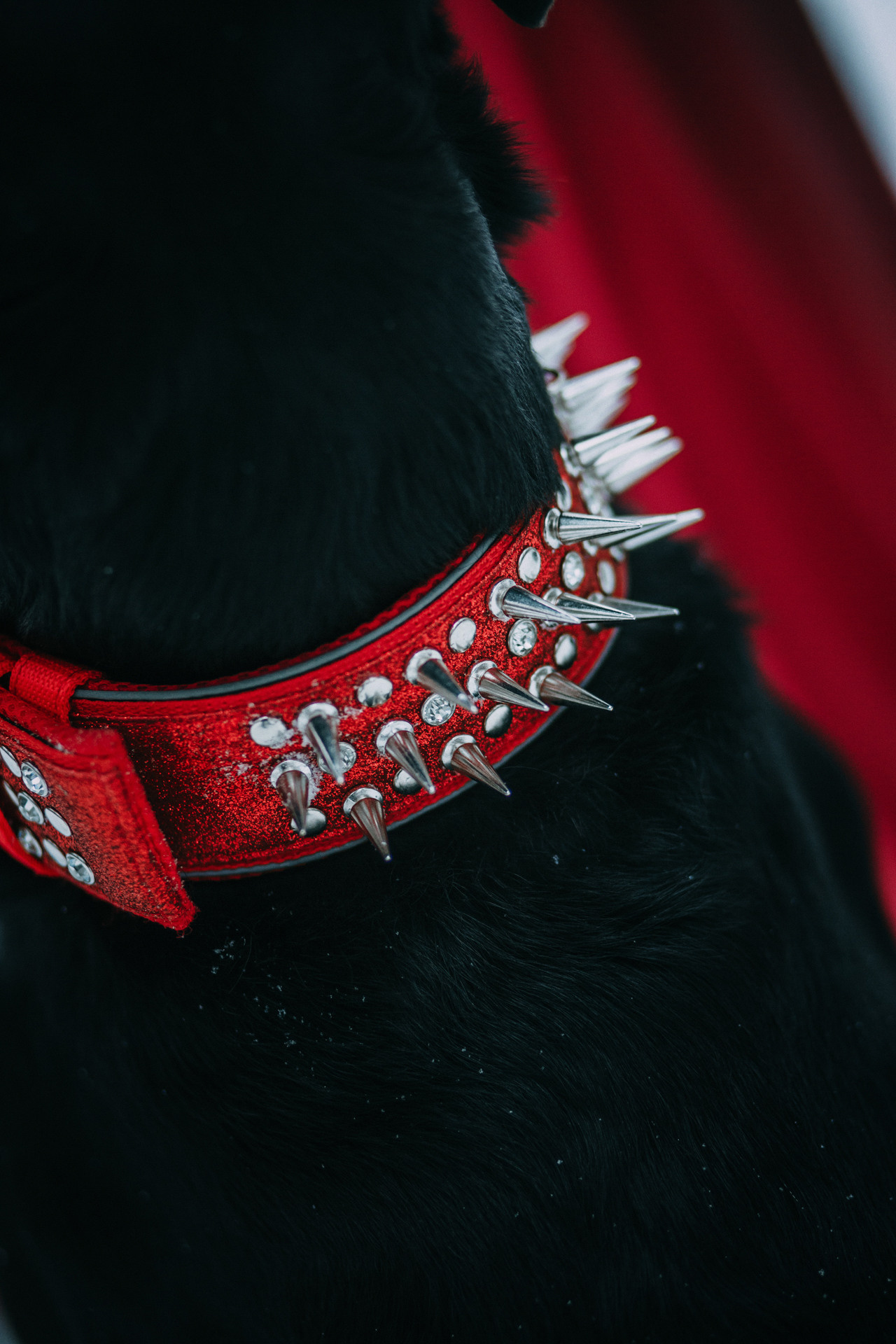 Каринэ и Цири. Фотограф-анималист Елена Радченко, Москва