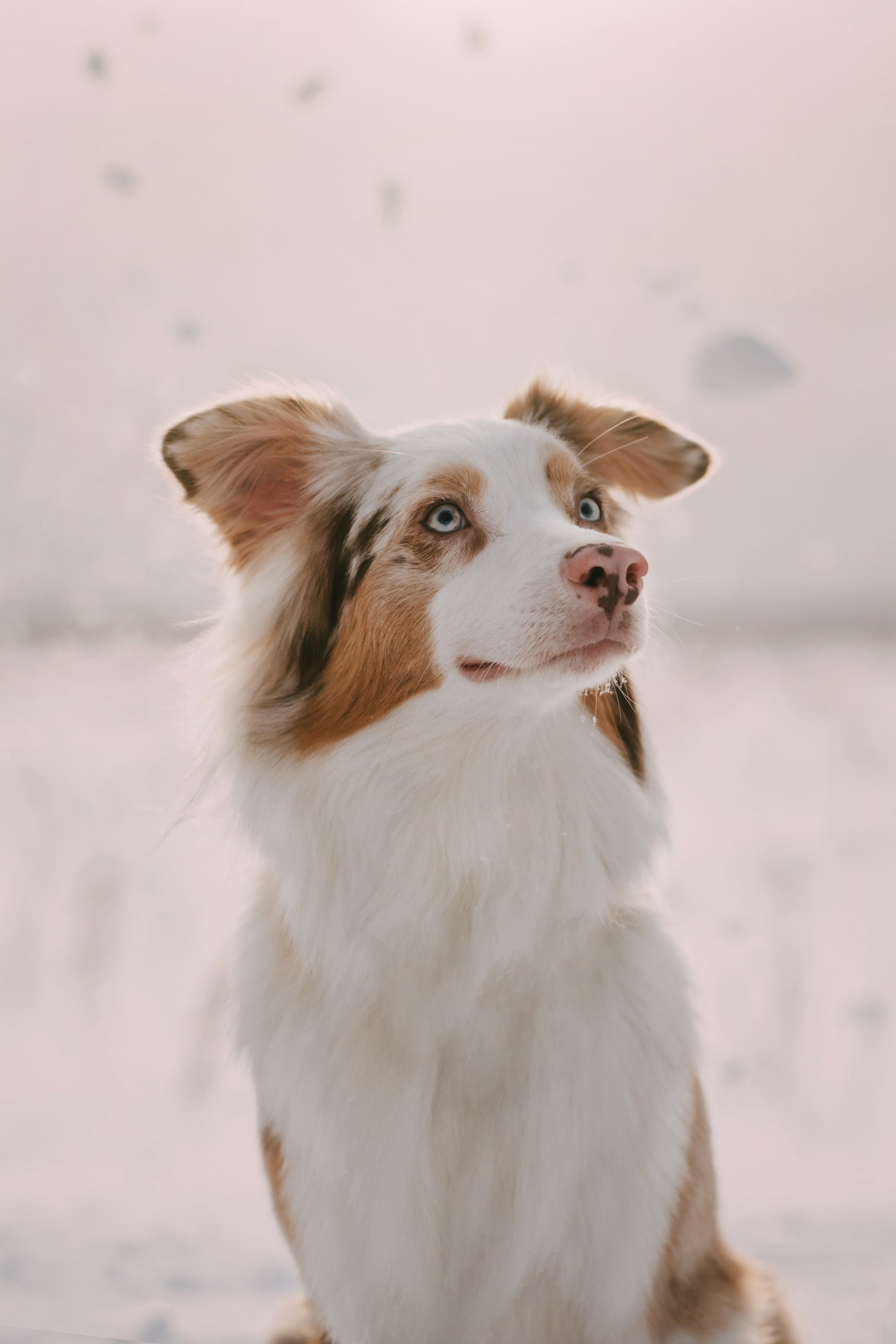 Наташа, Стас и Элфи. Фотограф-анималист Елена Радченко, Москва