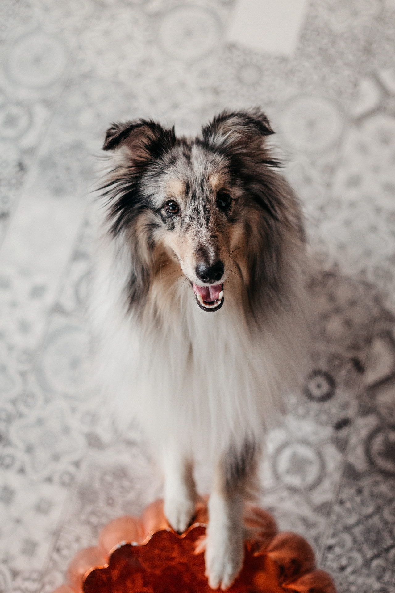 Аня и Скай. Фотограф-анималист Елена Радченко, Москва