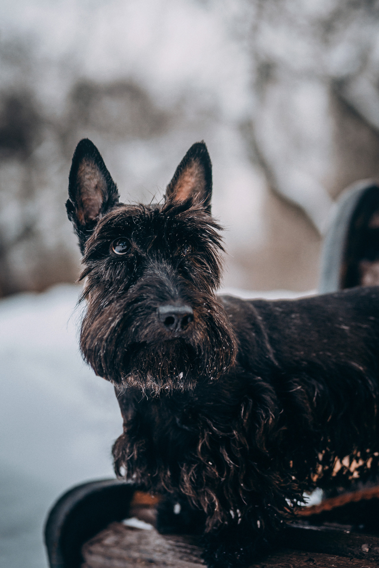 Сергей и Урса. Фотограф-анималист Елена Радченко, Москва
