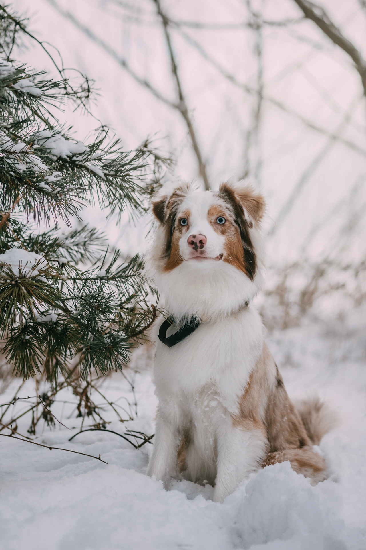 Наташа, Стас и Элфи. Фотограф-анималист Елена Радченко, Москва
