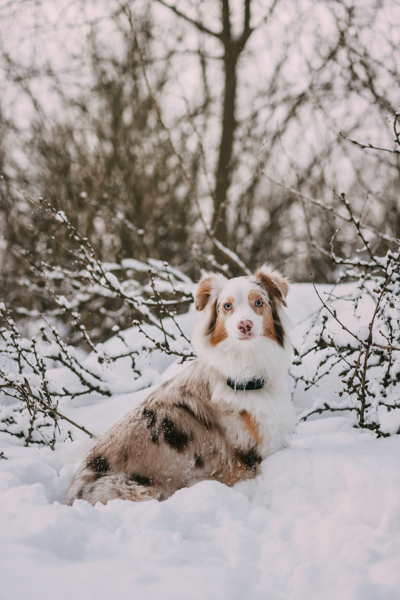 Наташа, Стас и Элфи. Фотограф-анималист Елена Радченко, Москва