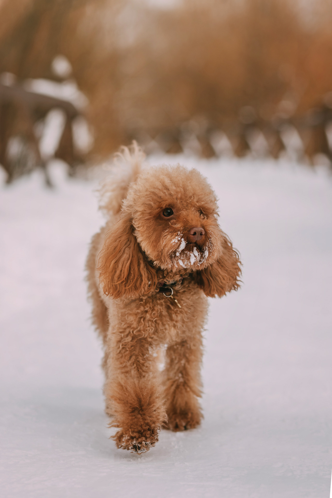Лариса и Патрик. Фотограф-анималист Елена Радченко, Москва