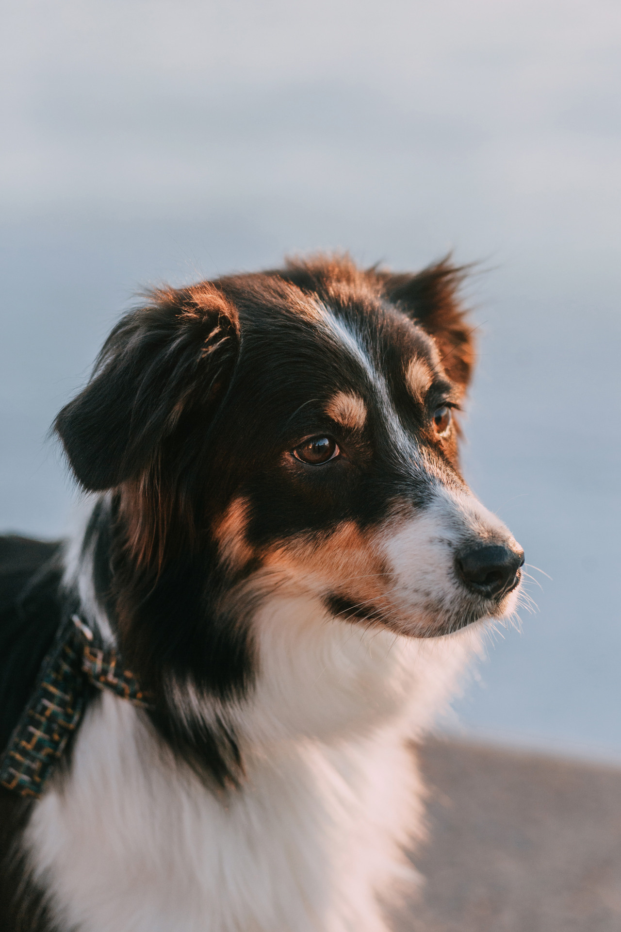 Нюта, Мэри и Лэсси. Фотограф-анималист Елена Радченко, Москва