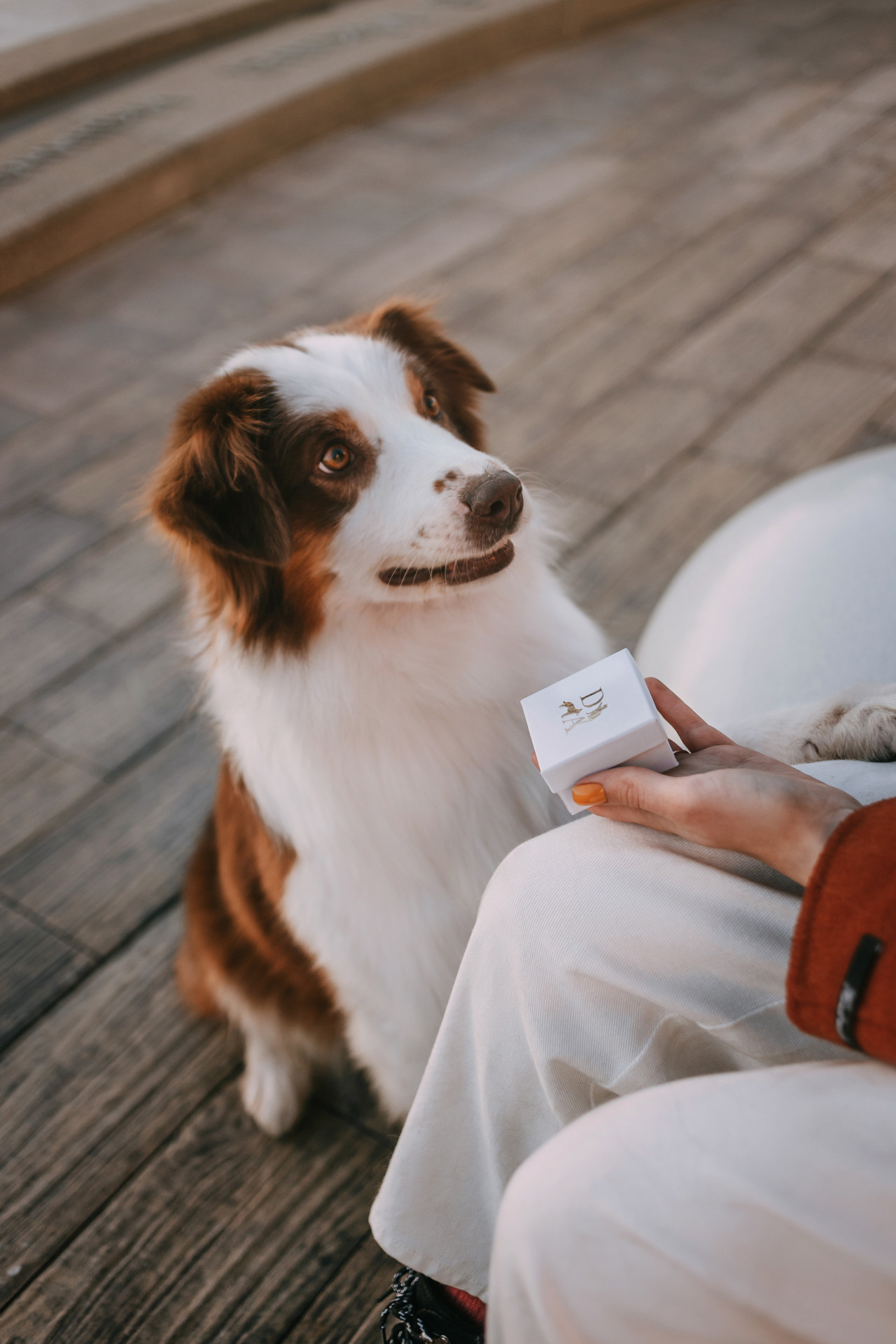 Нюта, Мэри и Лэсси. Фотограф-анималист Елена Радченко, Москва